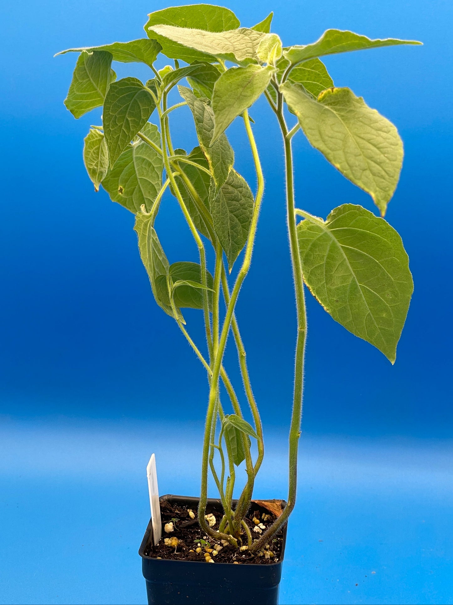 Cape Gooseberry Starter Plant - Physalis Peruviana Peruvian Ground Cherry