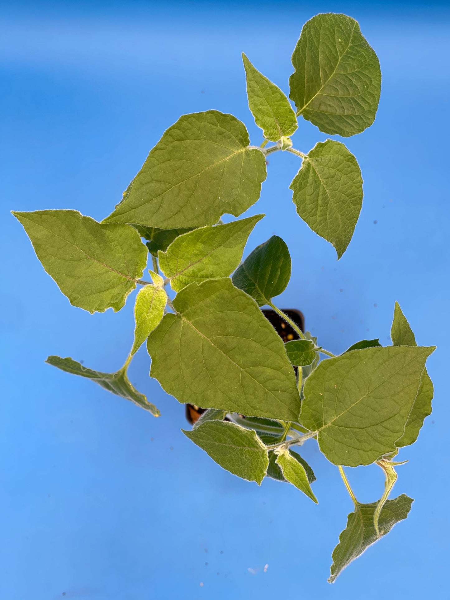 Cape Gooseberry Starter Plant - Physalis Peruviana Peruvian Ground Cherry