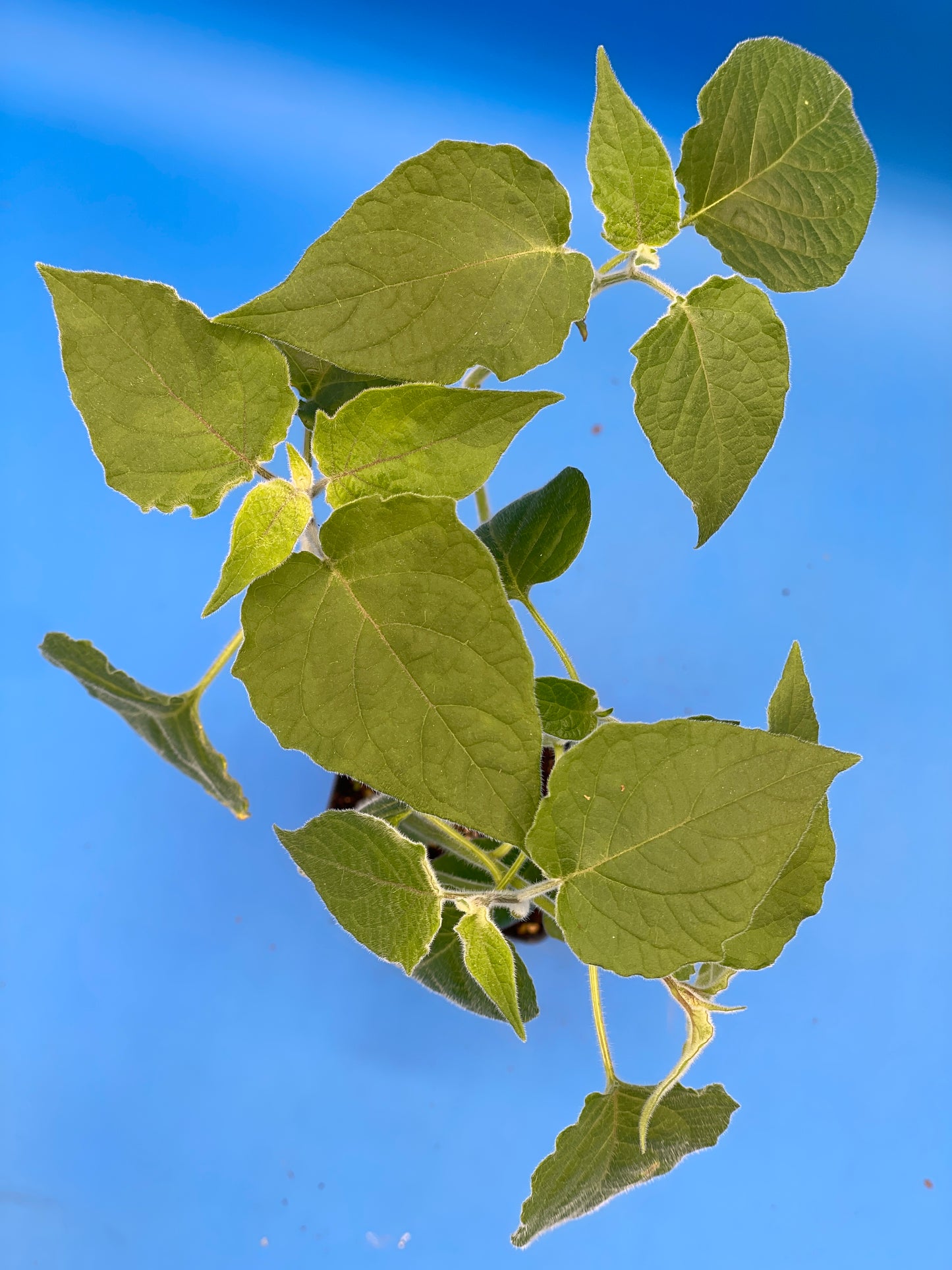 Cape Gooseberry Starter Plant - Physalis Peruviana Peruvian Ground Cherry