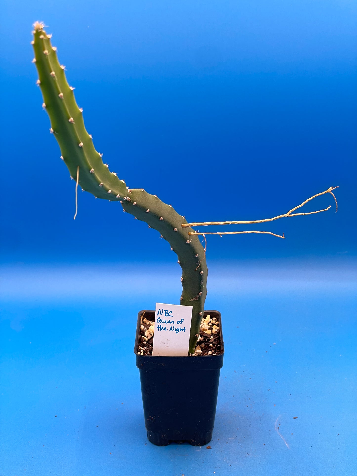 Queen Of The Night-Night Blooming Cereus-Rooted In Pot-Selenicereus Grandiflorus