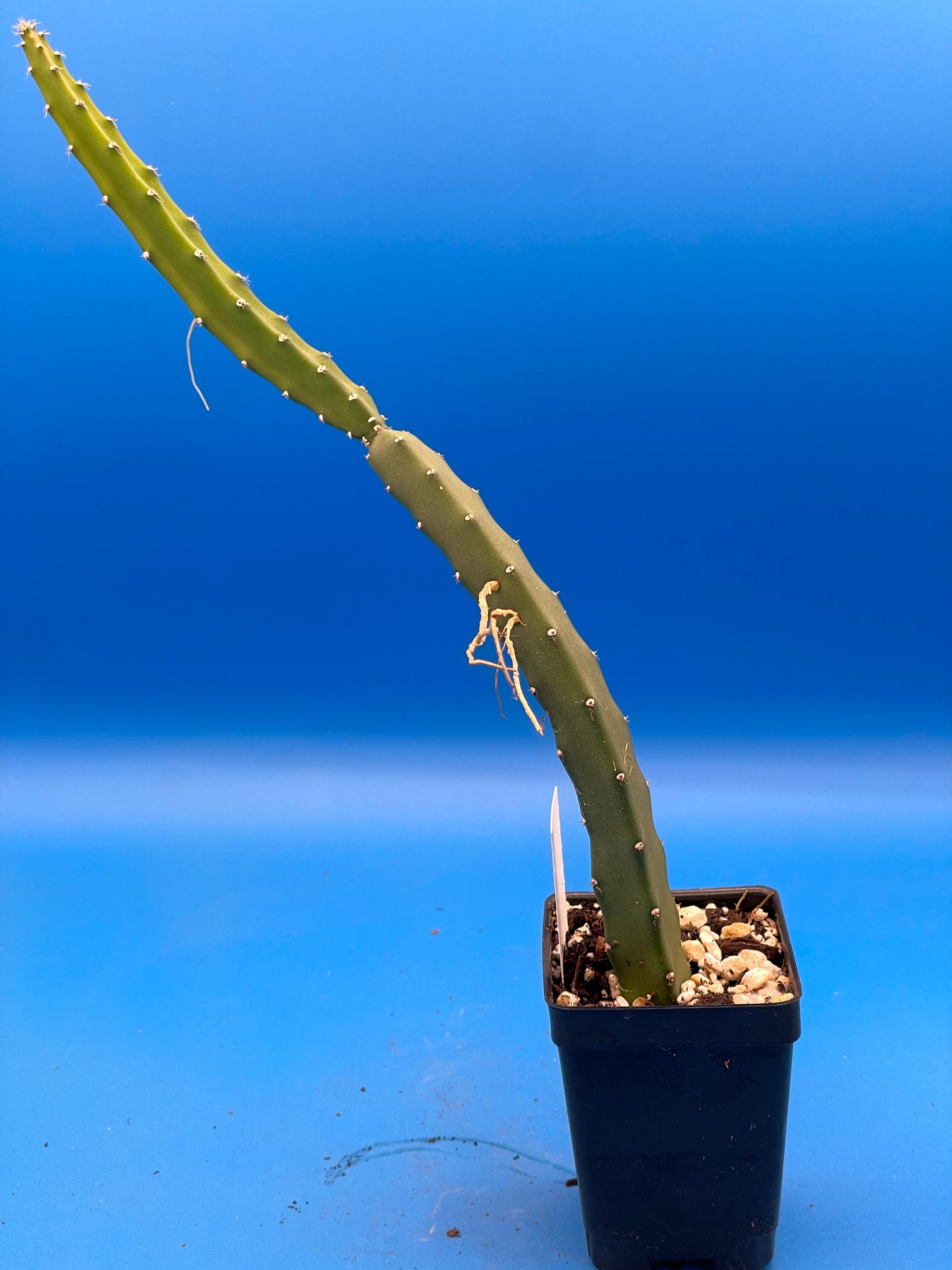 Queen Of The Night-Night Blooming Cereus-Rooted In Pot-Selenicereus Grandiflorus