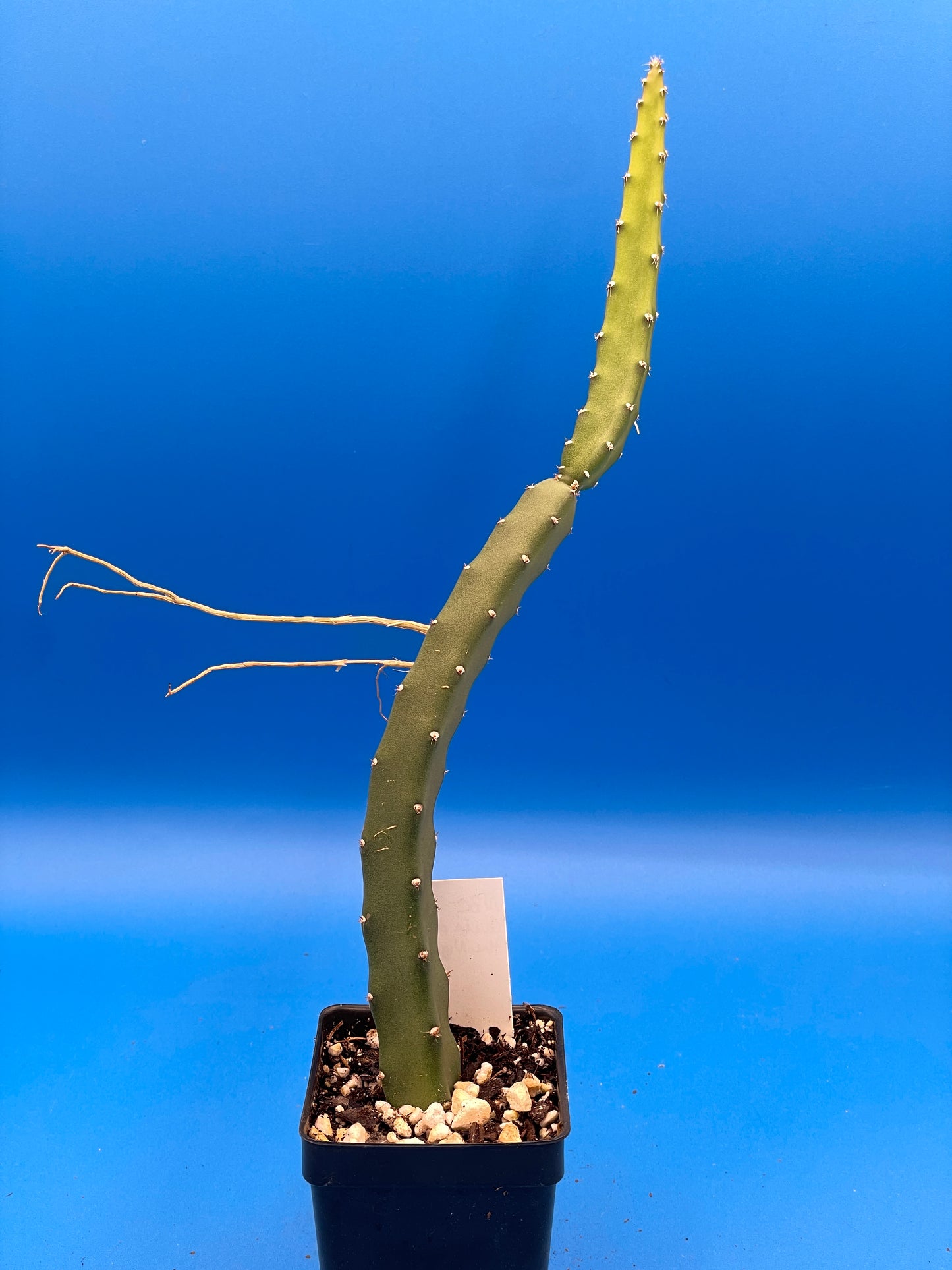 Queen Of The Night-Night Blooming Cereus-Rooted In Pot-Selenicereus Grandiflorus