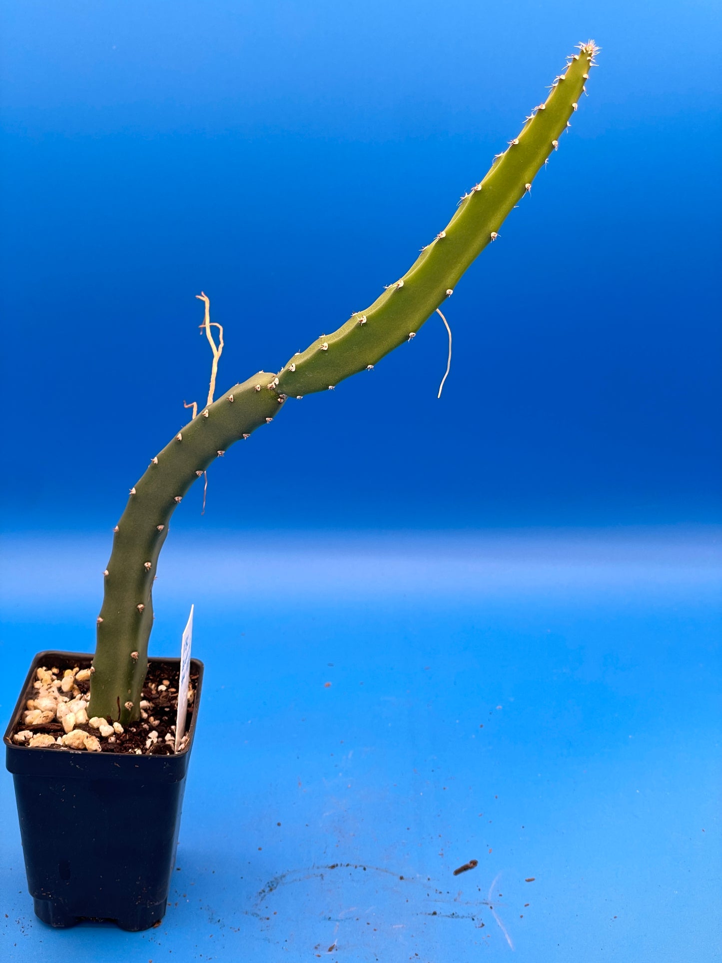 Queen Of The Night-Night Blooming Cereus-Rooted In Pot-Selenicereus Grandiflorus