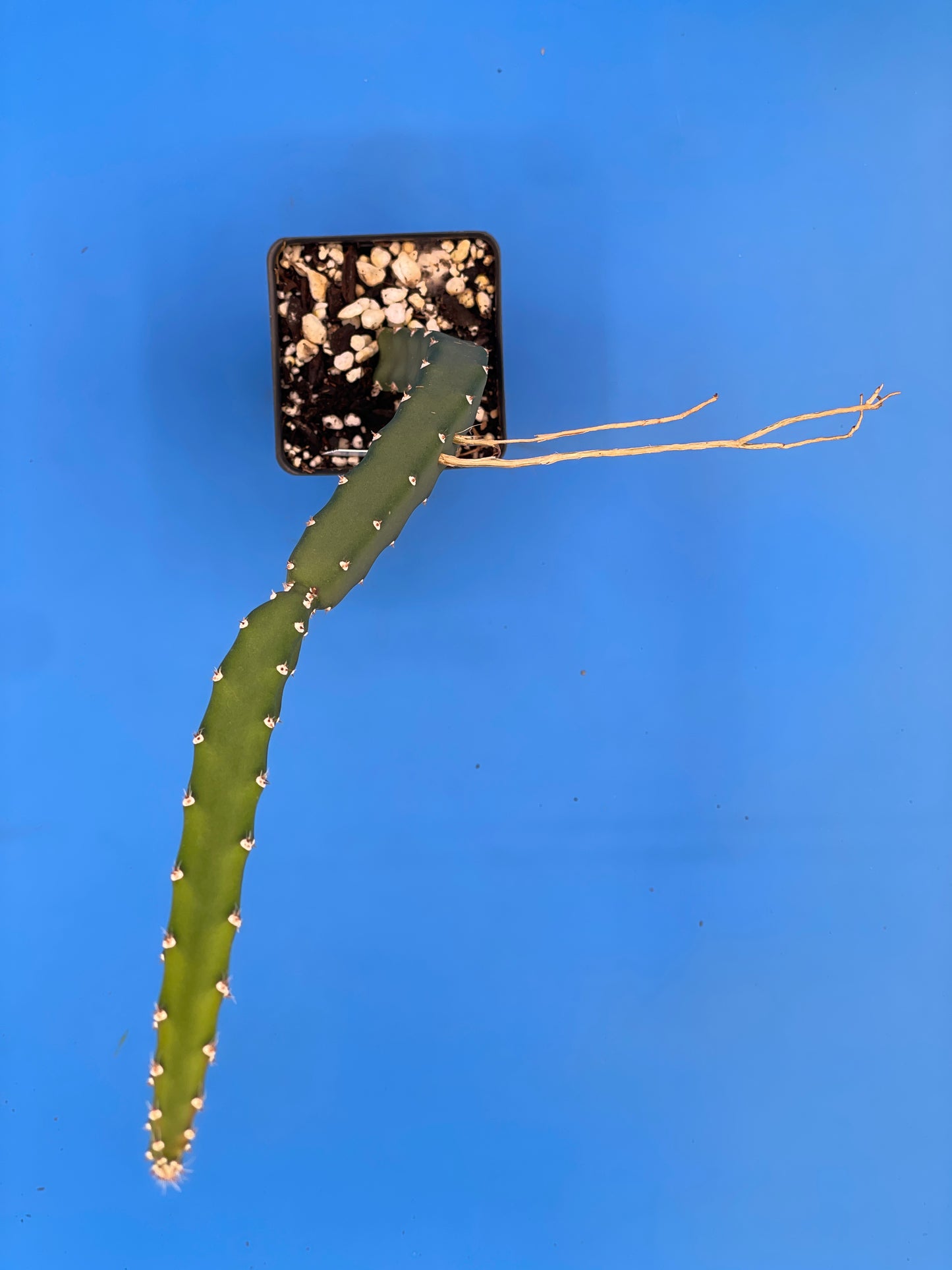Queen Of The Night-Night Blooming Cereus-Rooted In Pot-Selenicereus Grandiflorus