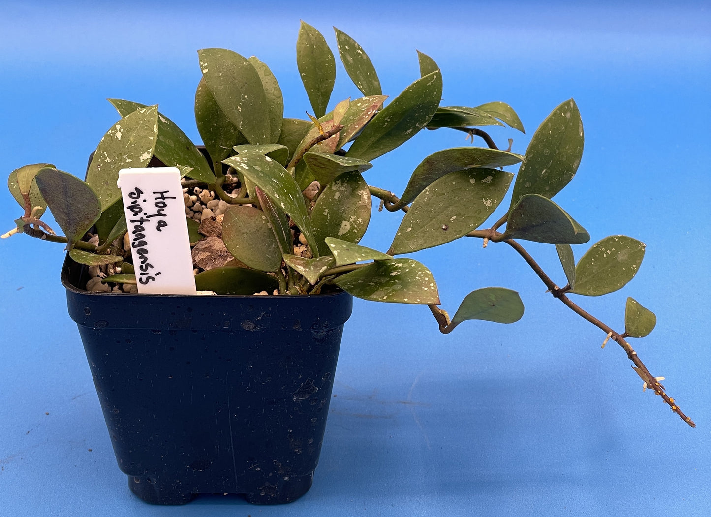 Hoya Sipitangensis Fully Rooted Grown In 3.5" pot - No Shipping To California Or Arizona!