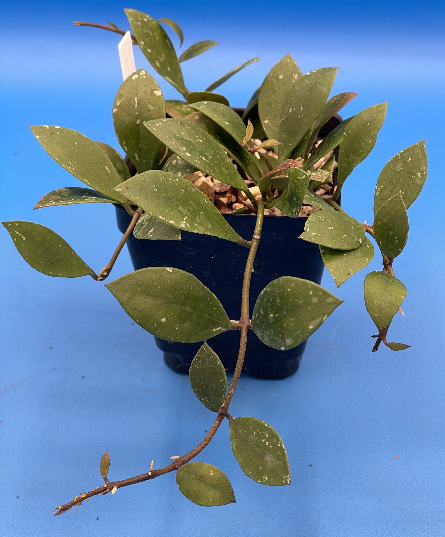 Hoya Sipitangensis Fully Rooted Grown In 3.5" pot - No Shipping To California Or Arizona!