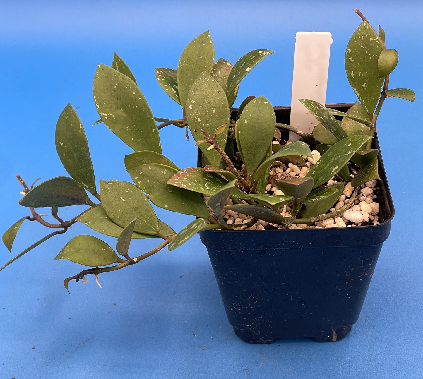 Hoya Sipitangensis Fully Rooted Grown In 3.5" pot - No Shipping To California Or Arizona!