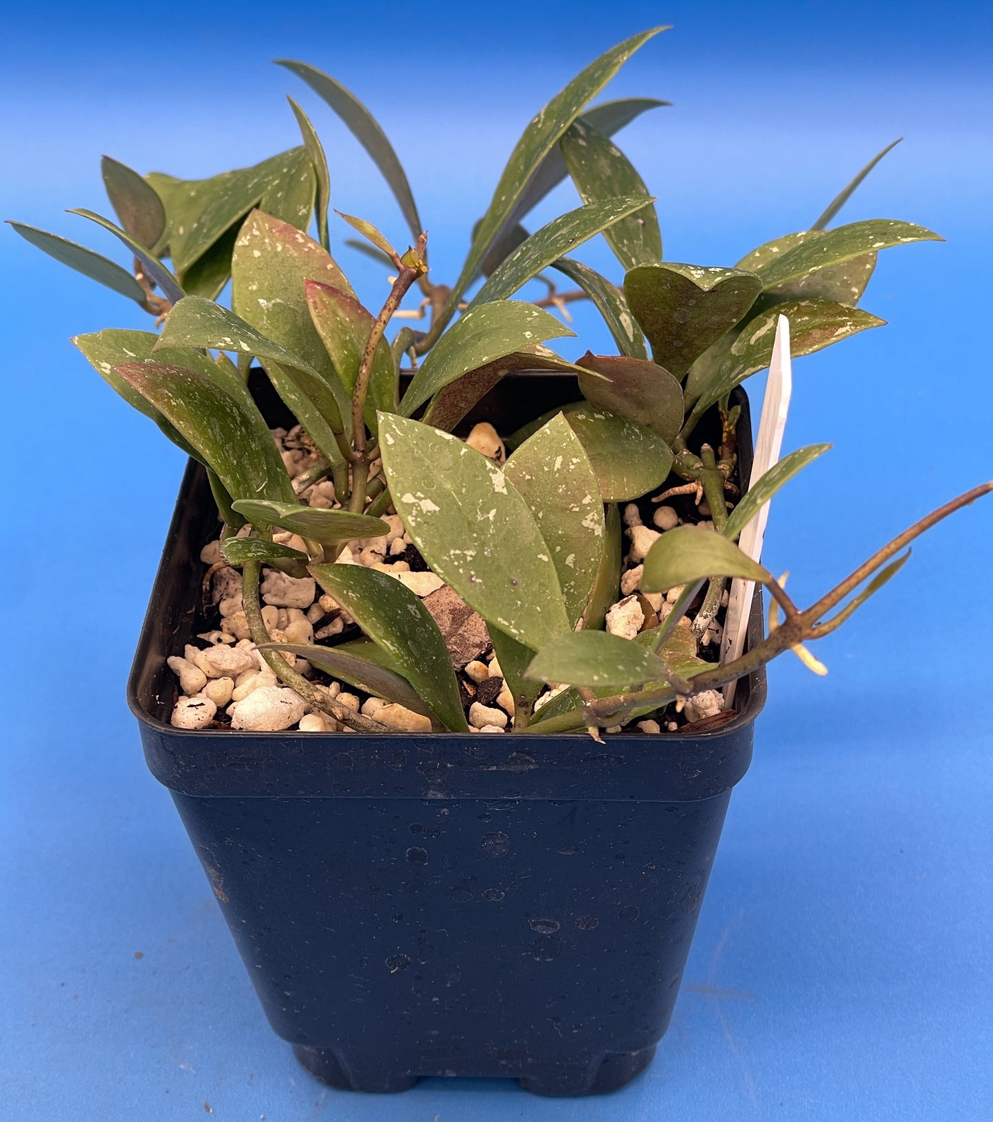 Hoya Sipitangensis Fully Rooted Grown In 3.5" pot - No Shipping To California Or Arizona!