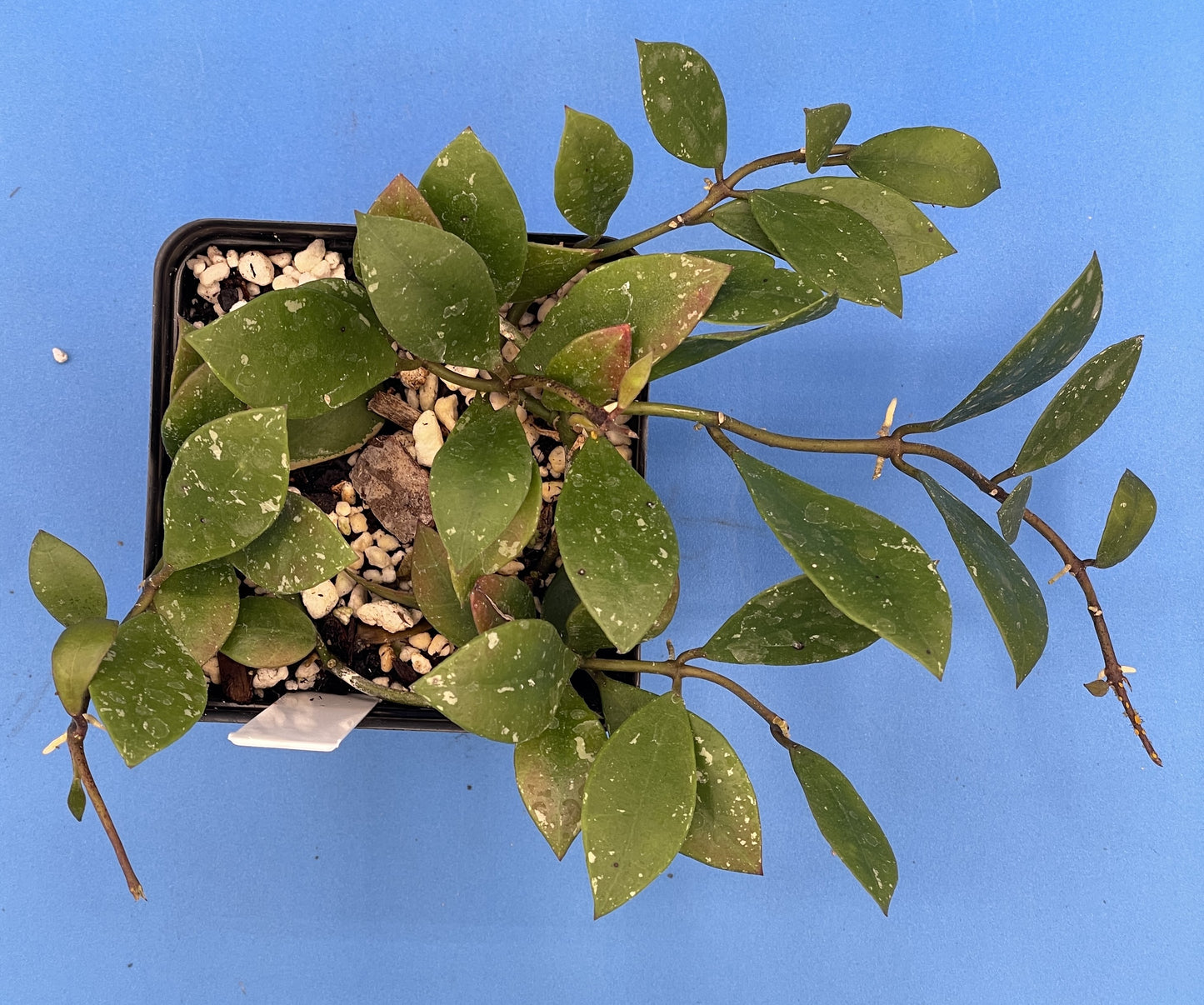 Hoya Sipitangensis Fully Rooted Grown In 3.5" pot - No Shipping To California Or Arizona!