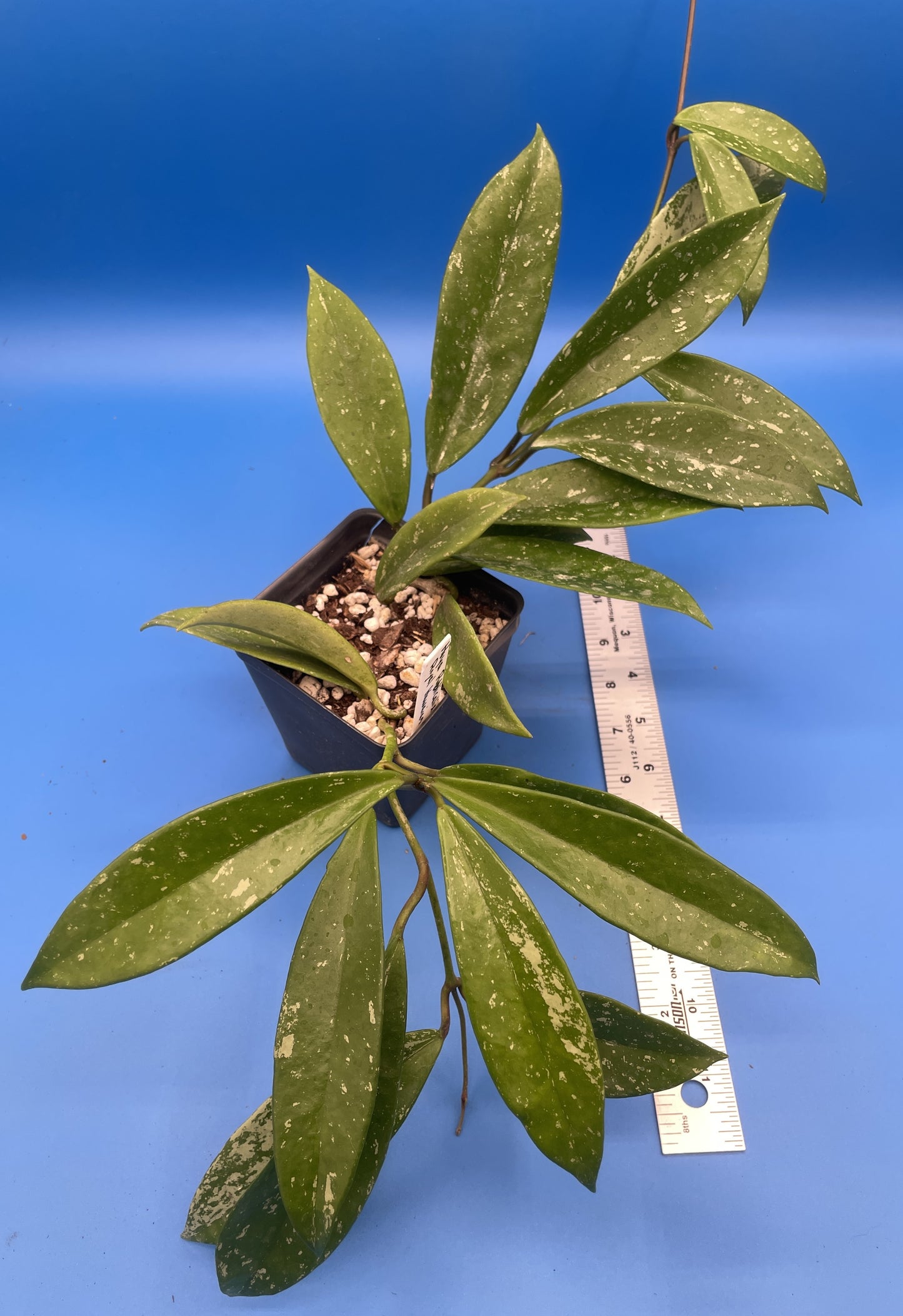 Hoya Publicalyx Royal Hawaiian Purple Fully Rooted Grown In 3.5" pot - No Shipping To California Or Arizona!