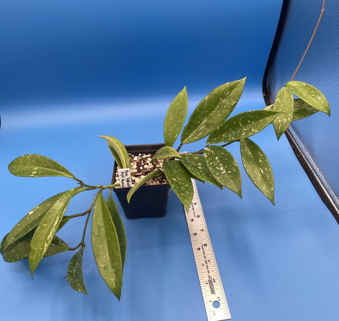 Hoya Publicalyx Royal Hawaiian Purple Fully Rooted Grown In 3.5" pot - No Shipping To California Or Arizona!