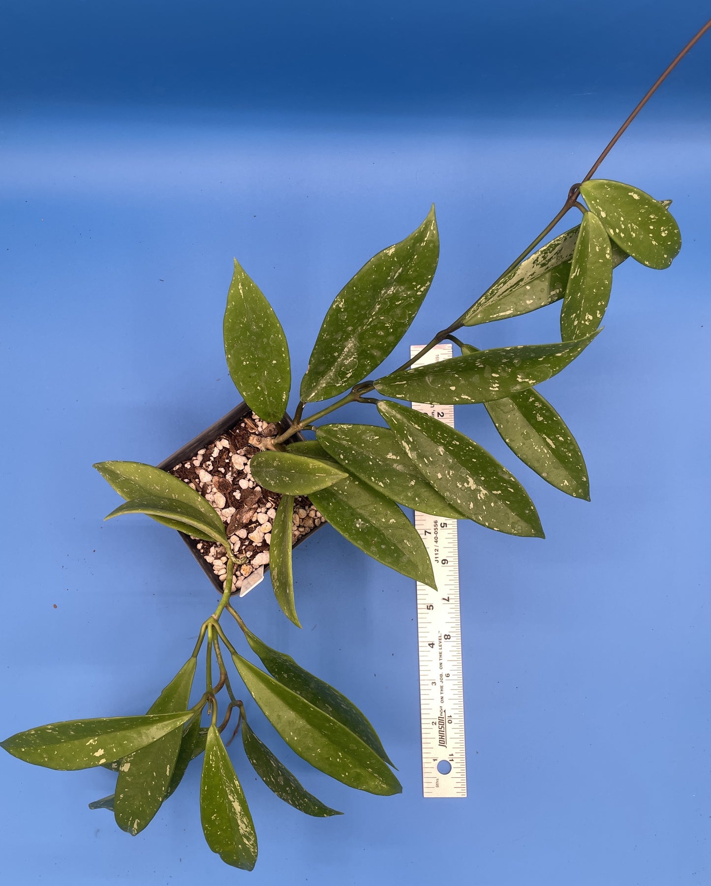Hoya Publicalyx Royal Hawaiian Purple Fully Rooted Grown In 3.5" pot - No Shipping To California Or Arizona!