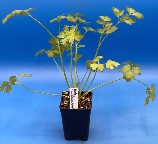 Parsley, 'Italian Giant' Starter Plant - Petroselinum Crispum - No Shipping To Cailifornia Or Arizona!