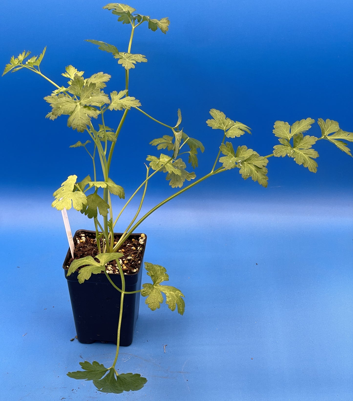 Parsley, 'Italian Giant' Starter Plant - Petroselinum Crispum - No Shipping To Cailifornia Or Arizona!