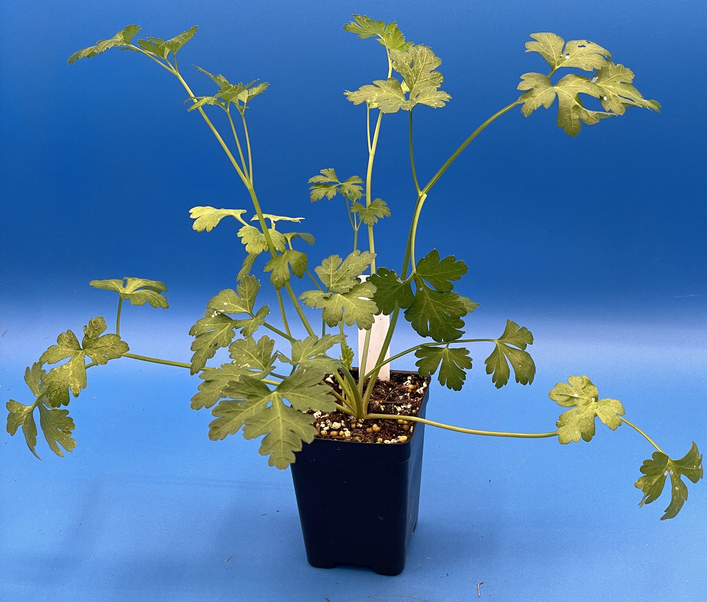 Parsley, 'Italian Giant' Starter Plant - Petroselinum Crispum - No Shipping To Cailifornia Or Arizona!