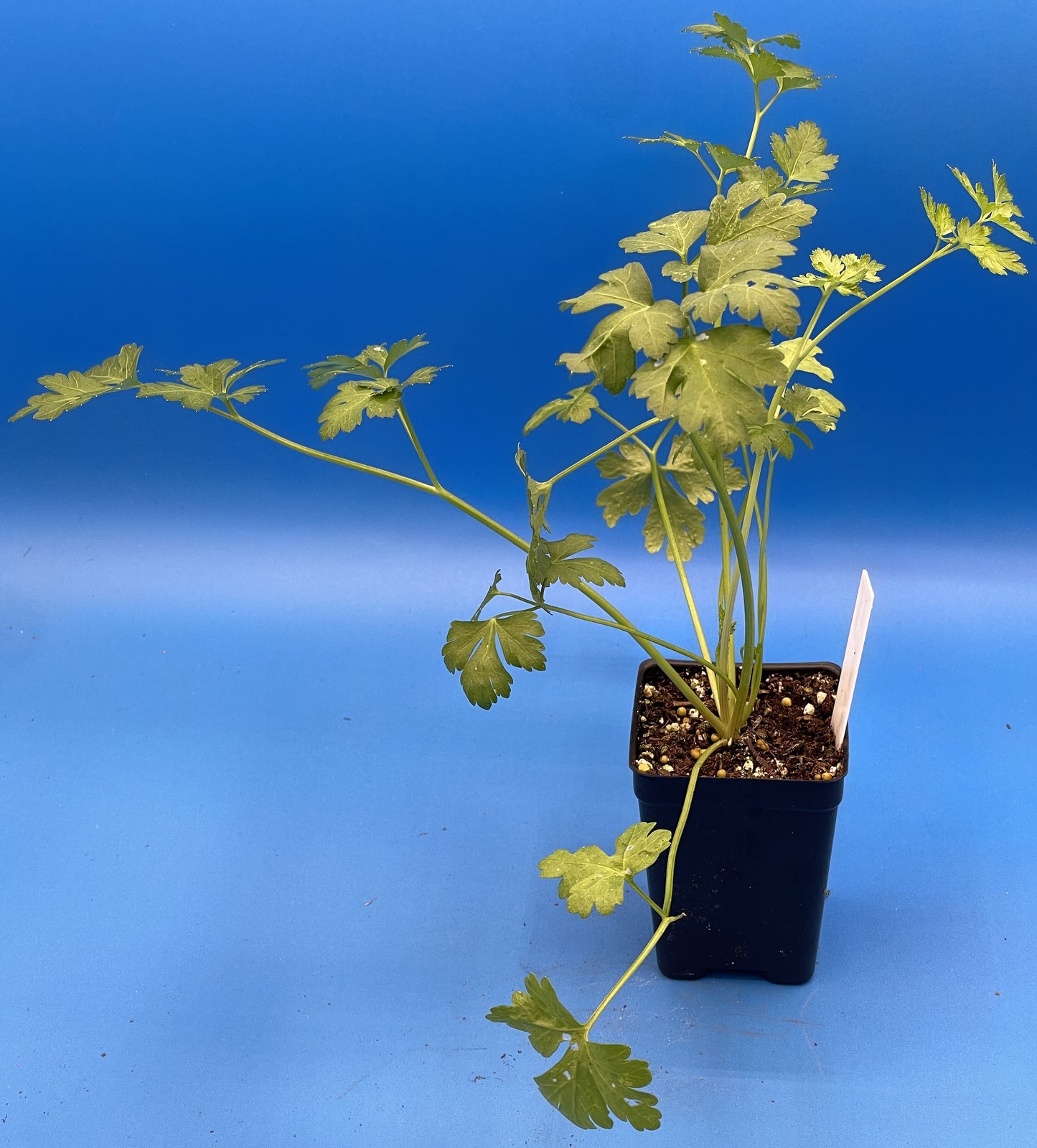 Parsley, 'Italian Giant' Starter Plant - Petroselinum Crispum - No Shipping To Cailifornia Or Arizona!