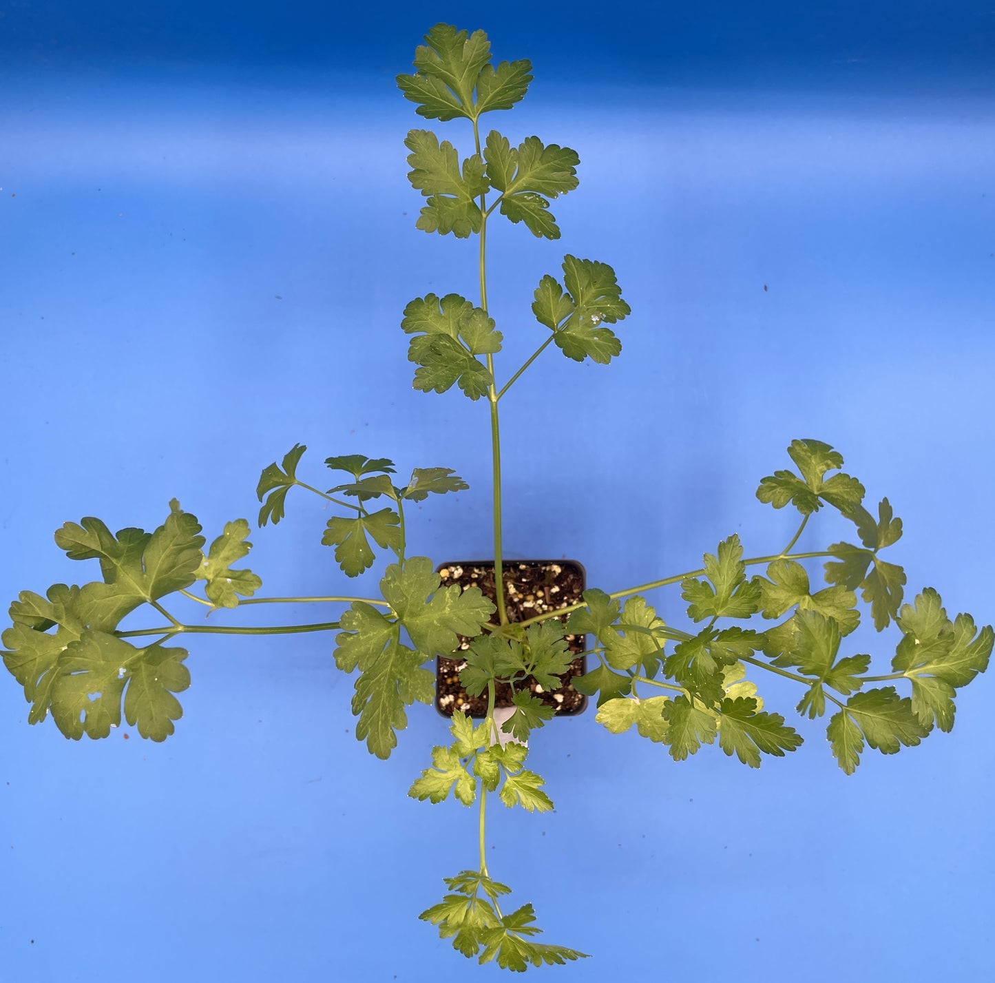 Parsley, 'Italian Giant' Starter Plant - Petroselinum Crispum - No Shipping To Cailifornia Or Arizona!