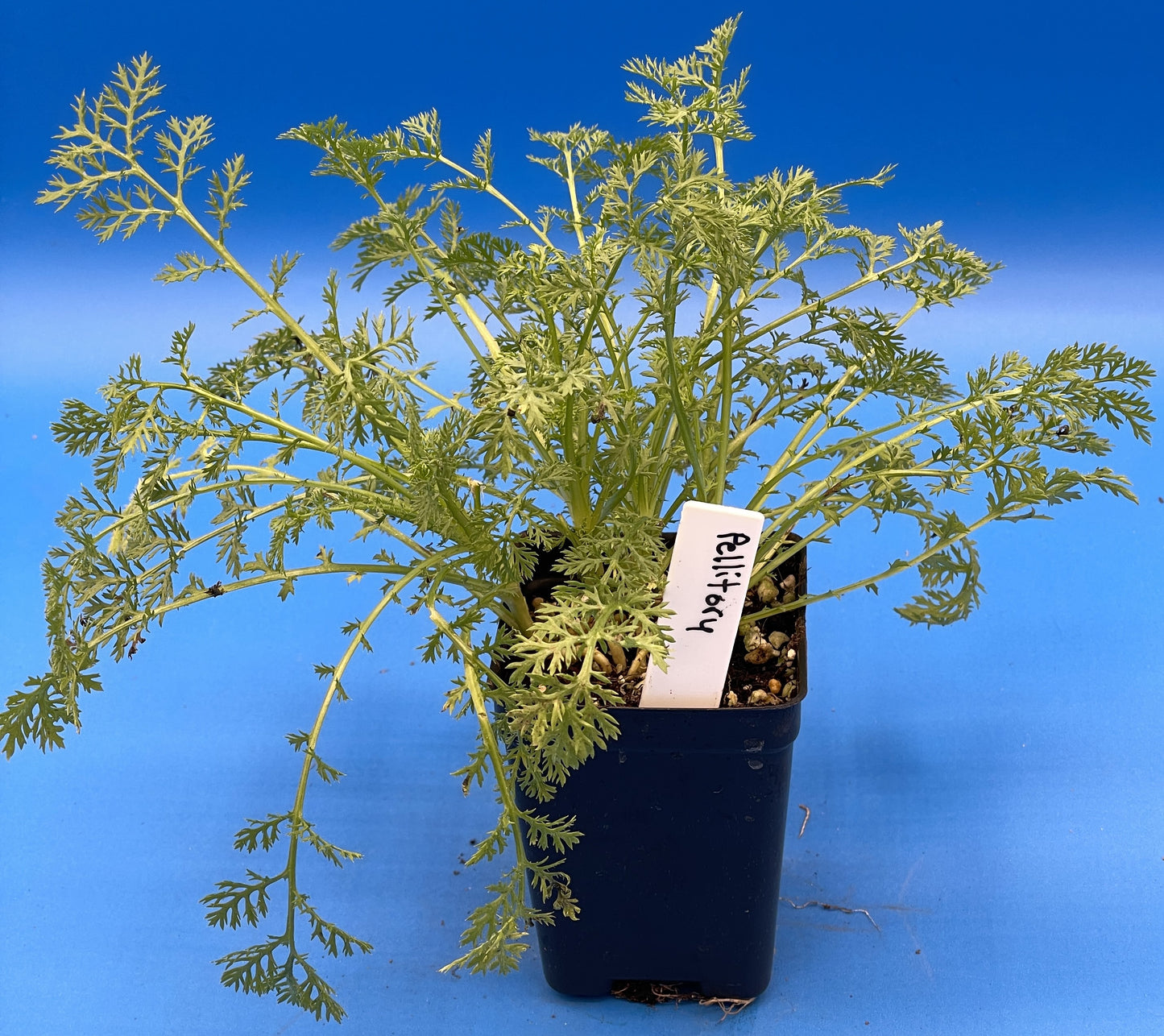 Pellitory - 3" Starter Pot - Anacyclus pyrethrum - Spanish Chamomile