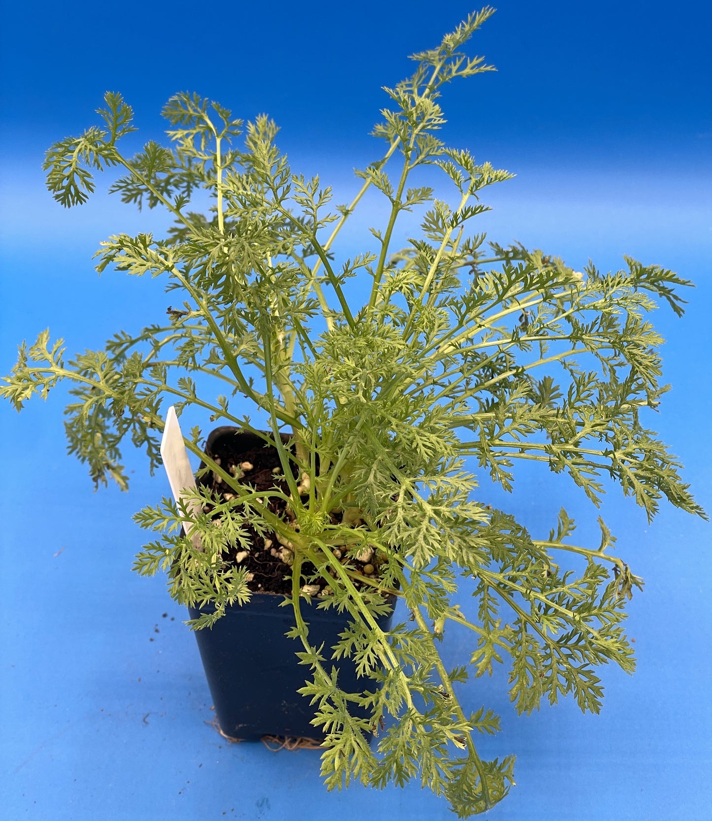 Pellitory - 3" Starter Pot - Anacyclus pyrethrum - Spanish Chamomile