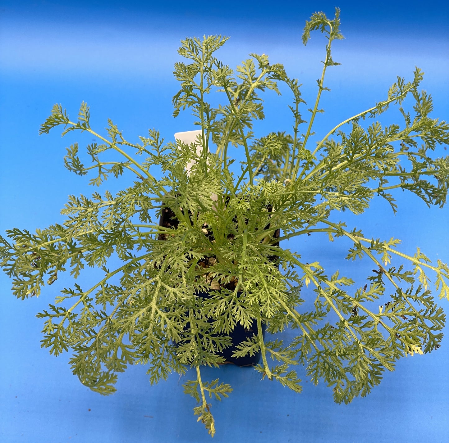 Pellitory - 3" Starter Pot - Anacyclus pyrethrum - Spanish Chamomile