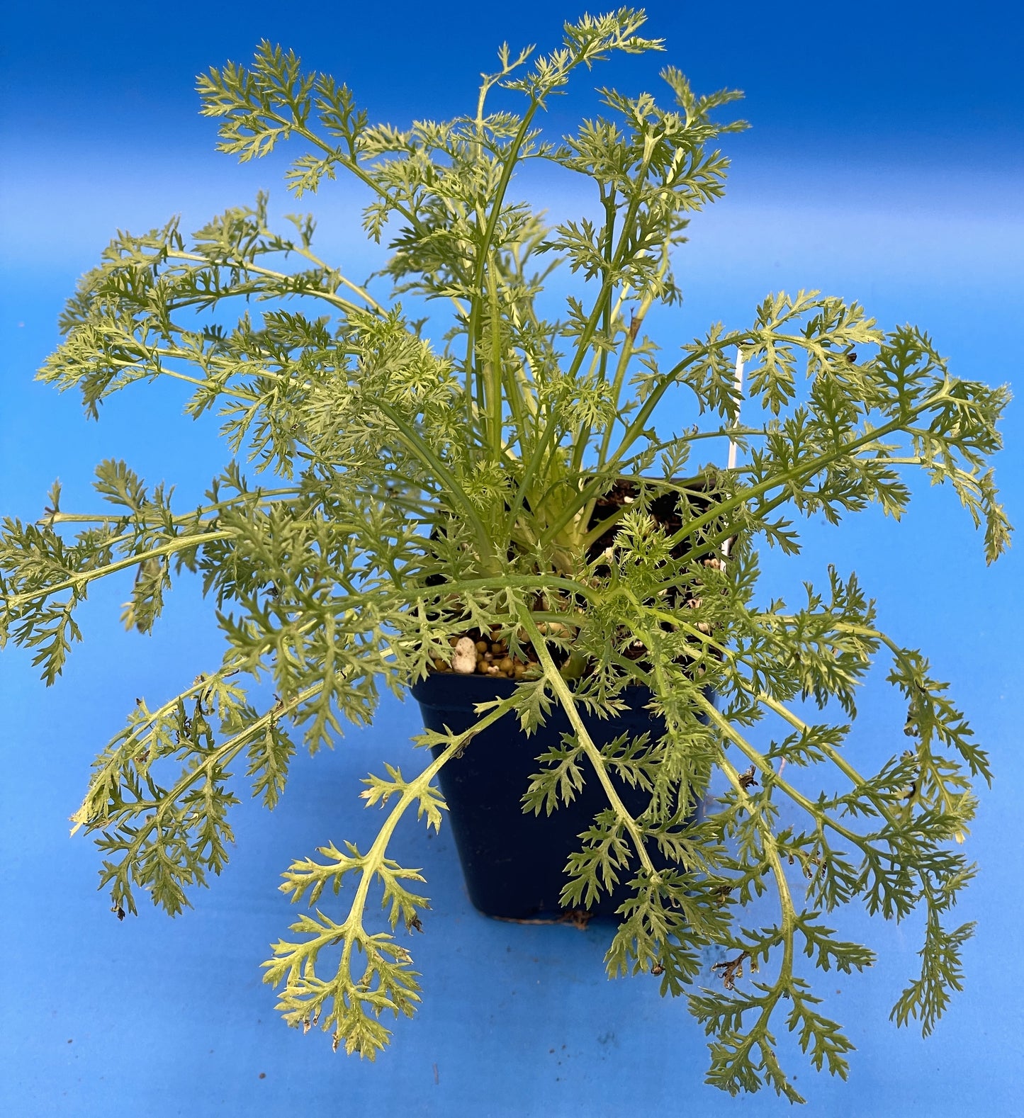 Pellitory - 3" Starter Pot - Anacyclus pyrethrum - Spanish Chamomile