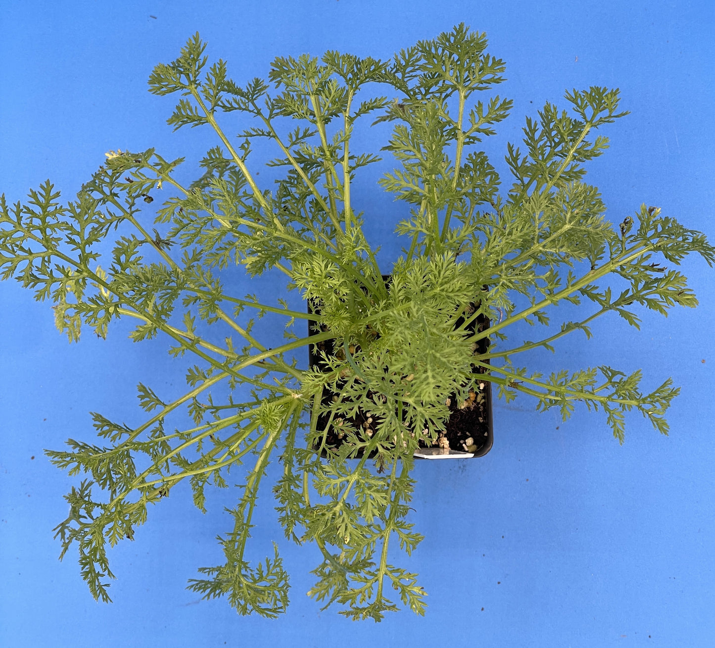 Pellitory - 3" Starter Pot - Anacyclus pyrethrum - Spanish Chamomile