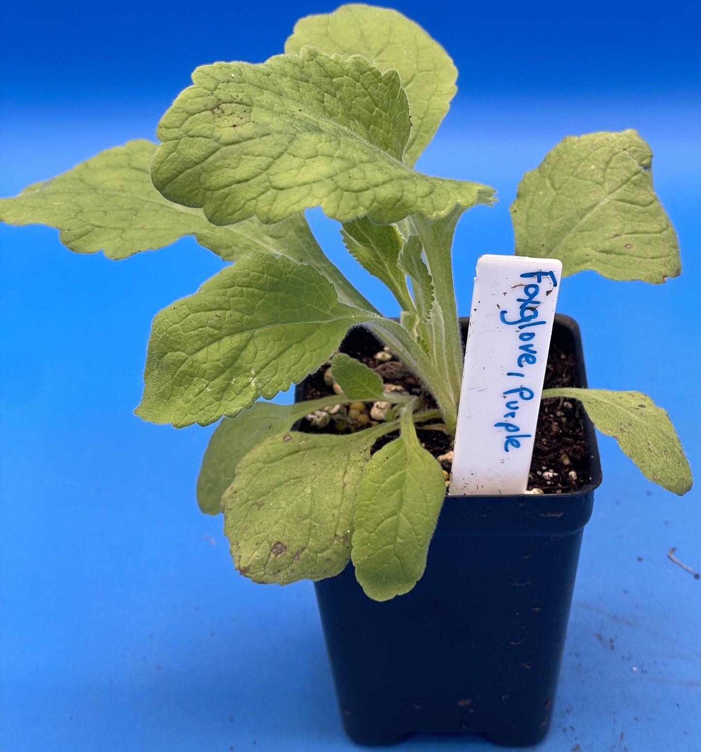 Wild Purple Foxglove Starter Plant - 3" Pot - Digitalis Purpurea - Can Not Ship To California or Arizona!