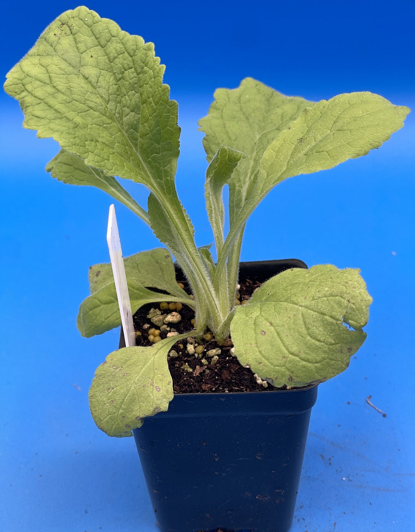 Wild Purple Foxglove Starter Plant - 3" Pot - Digitalis Purpurea - Can Not Ship To California or Arizona!