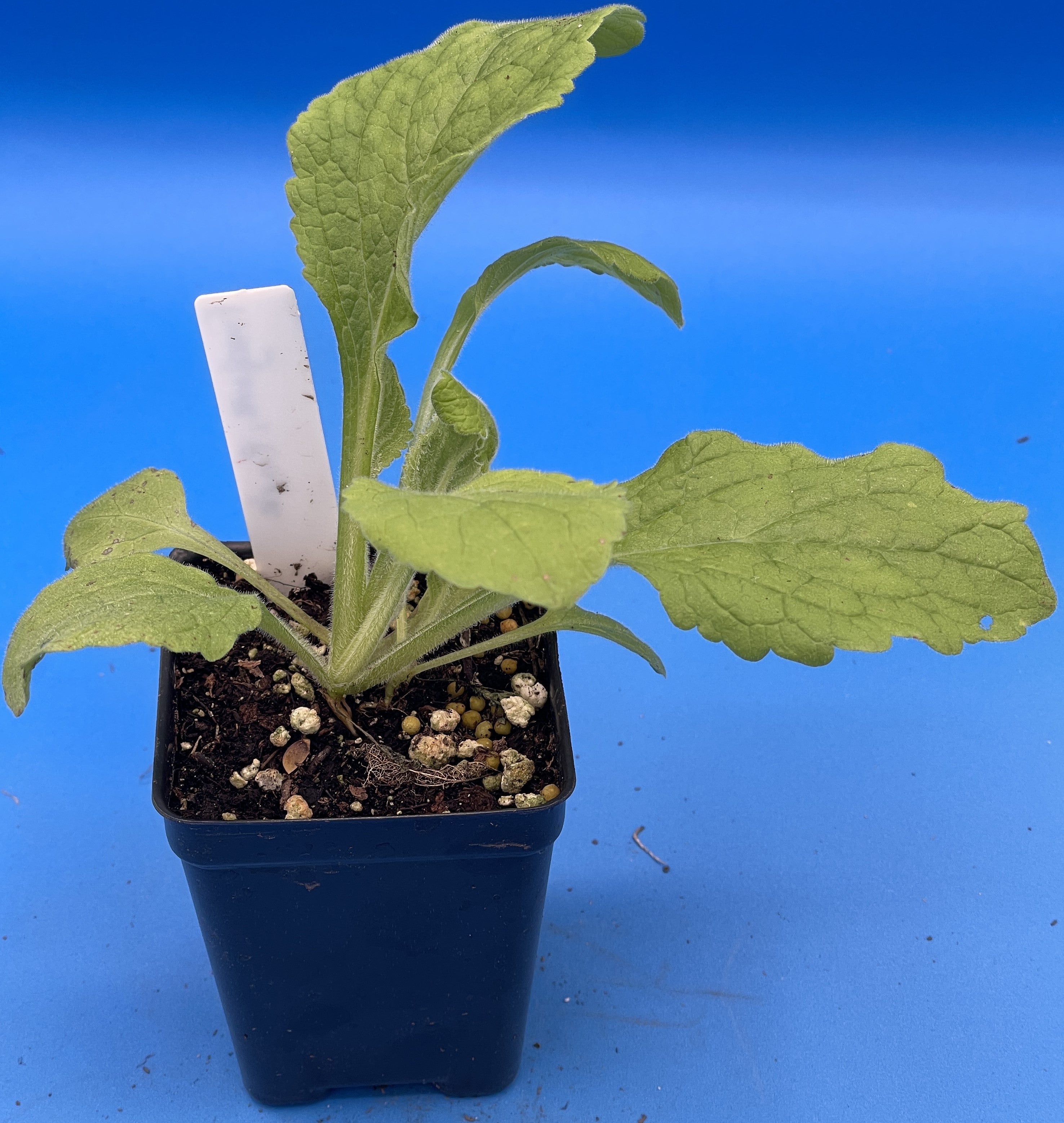 Pachyfolia Plants Foxglove Plant - Thumbnail 4