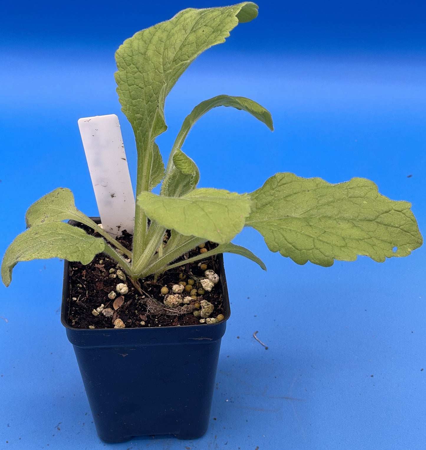 Wild Purple Foxglove Starter Plant - 3" Pot - Digitalis Purpurea - Can Not Ship To California or Arizona!
