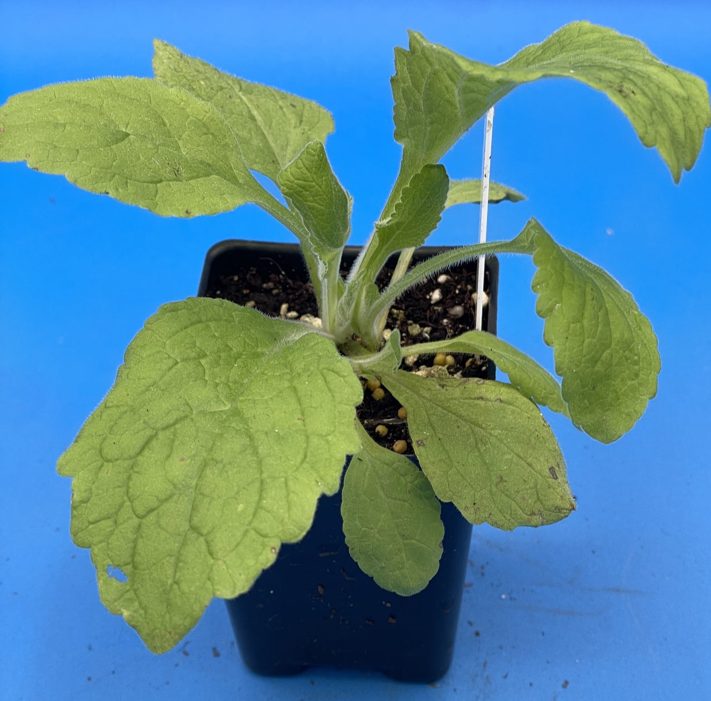 Wild Purple Foxglove Starter Plant - 3" Pot - Digitalis Purpurea - Can Not Ship To California or Arizona!