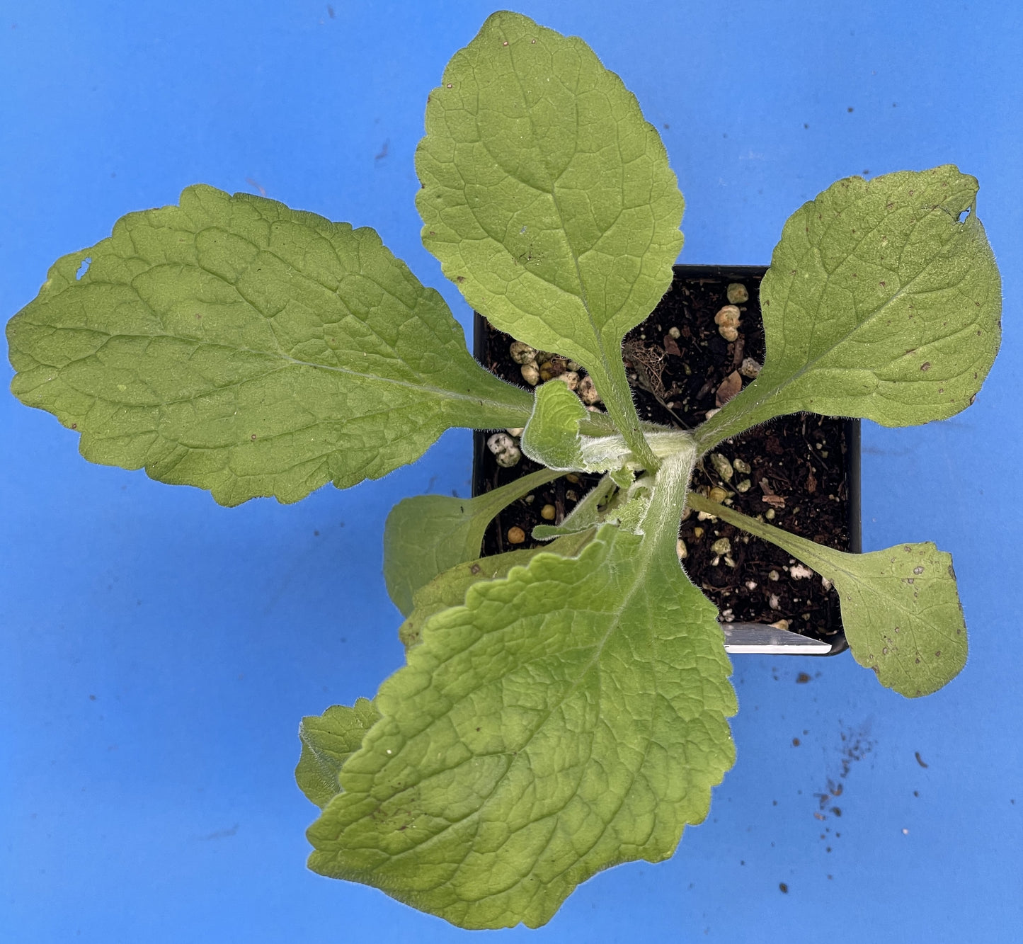 Wild Purple Foxglove Starter Plant - 3" Pot - Digitalis Purpurea - Can Not Ship To California or Arizona!