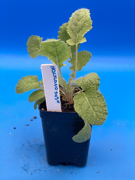 Sage, Holyland Live Starter Plant Ships In 3" Pot - Salvia Judaica - Big Candelabra/Menorah Shaped Inflorescence! - No Ship To California/Arizona!