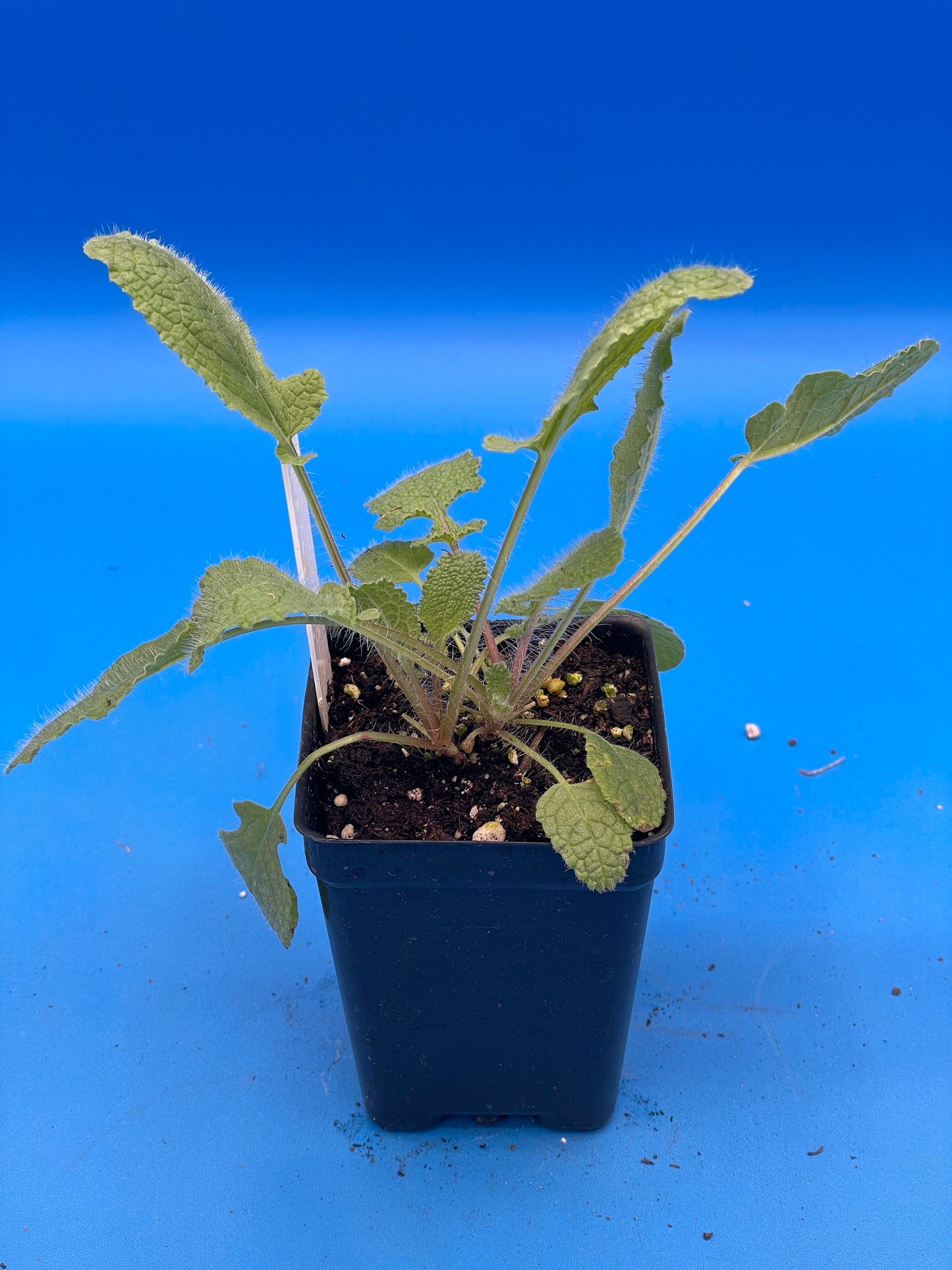 Sage, Holyland Live Starter Plant Ships In 3" Pot - Salvia Judaica - Big Candelabra/Menorah Shaped Inflorescence! - No Ship To California/Arizona!