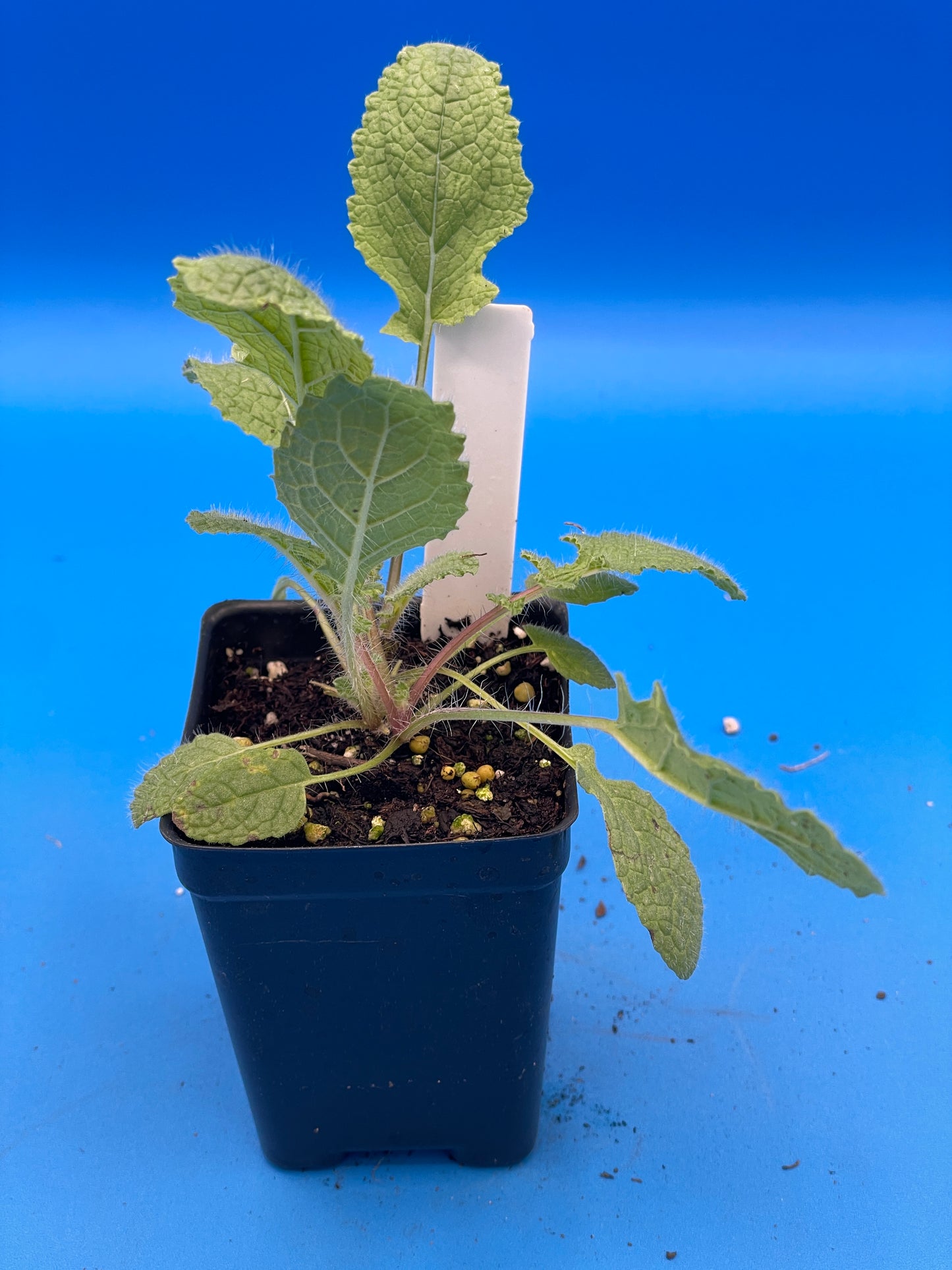 Sage, Holyland Live Starter Plant Ships In 3" Pot - Salvia Judaica - Big Candelabra/Menorah Shaped Inflorescence! - No Ship To California/Arizona!