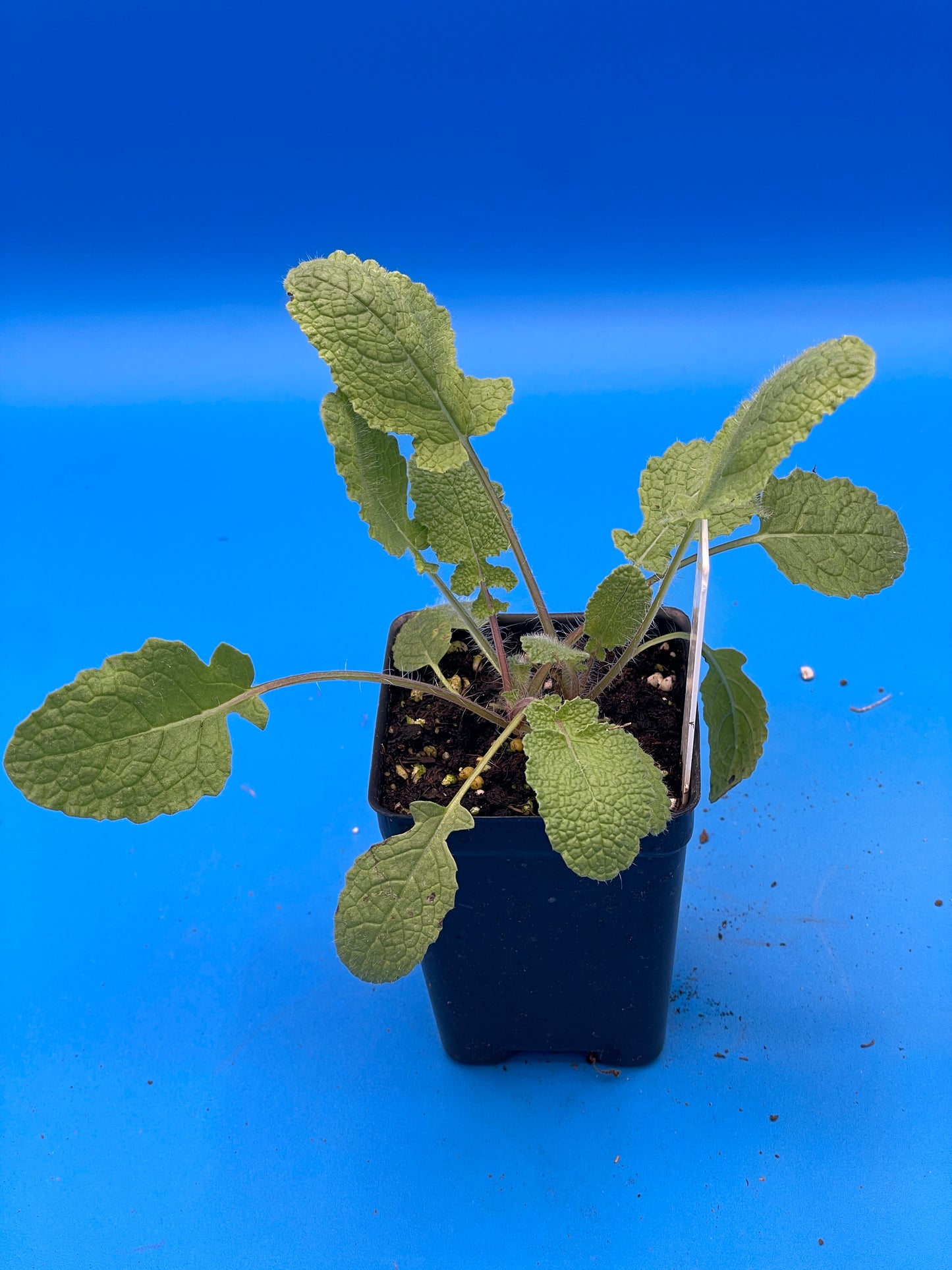 Sage, Holyland Live Starter Plant Ships In 3" Pot - Salvia Judaica - Big Candelabra/Menorah Shaped Inflorescence! - No Ship To California/Arizona!