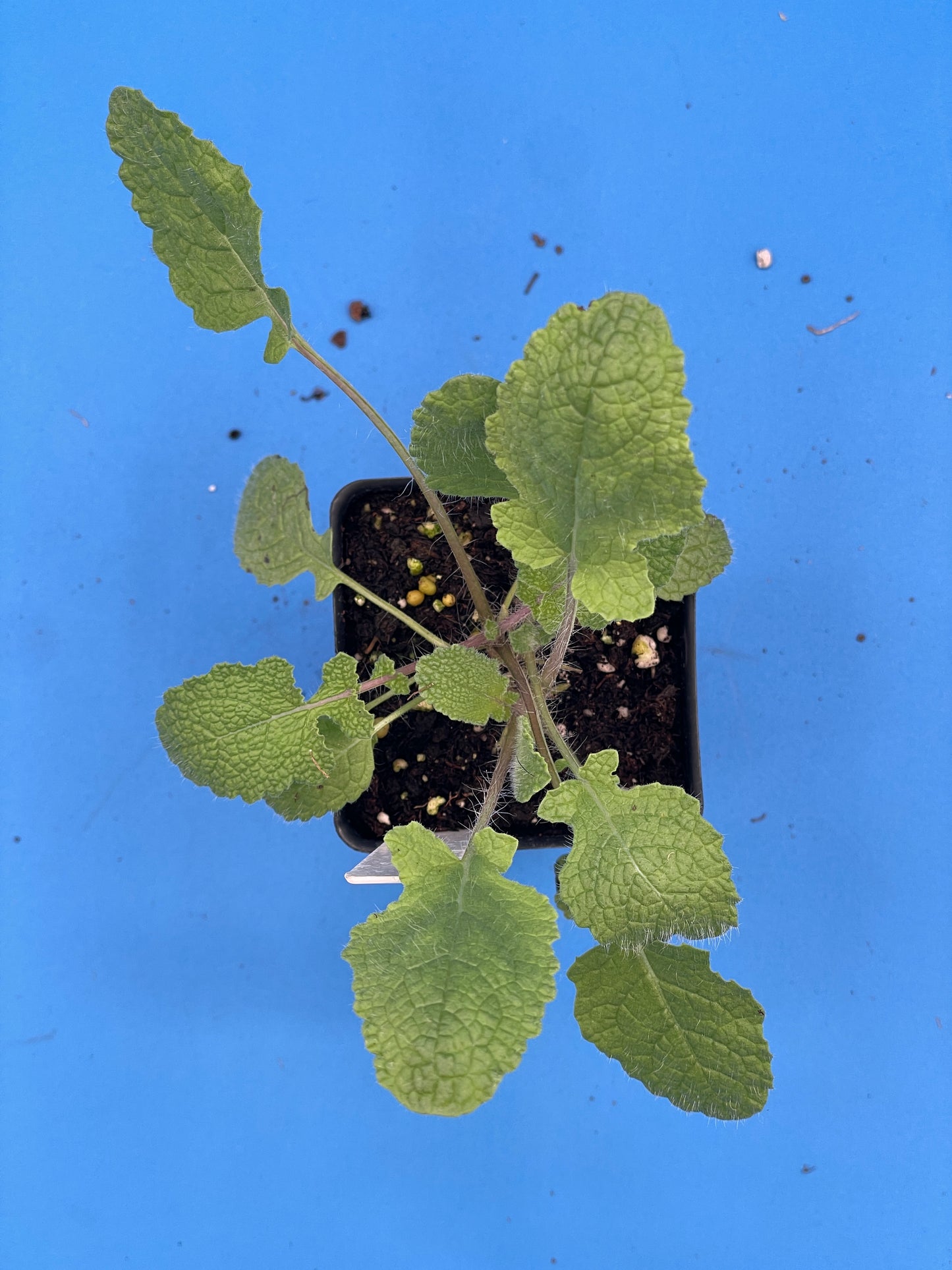 Sage, Holyland Live Starter Plant Ships In 3" Pot - Salvia Judaica - Big Candelabra/Menorah Shaped Inflorescence! - No Ship To California/Arizona!