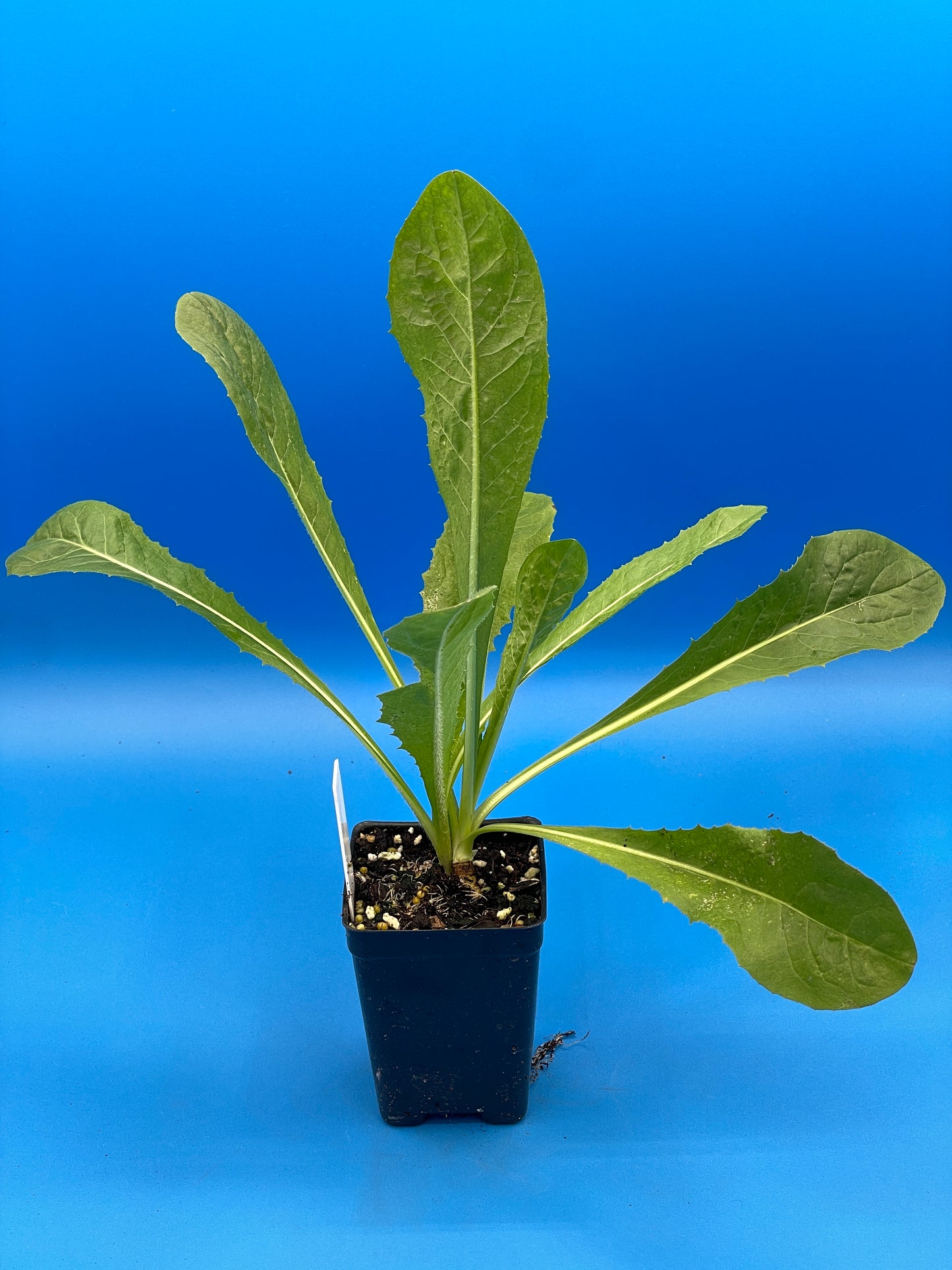 Coffee Chicory - Magdeburg Chicory Starter Plant - Cichorium intybus