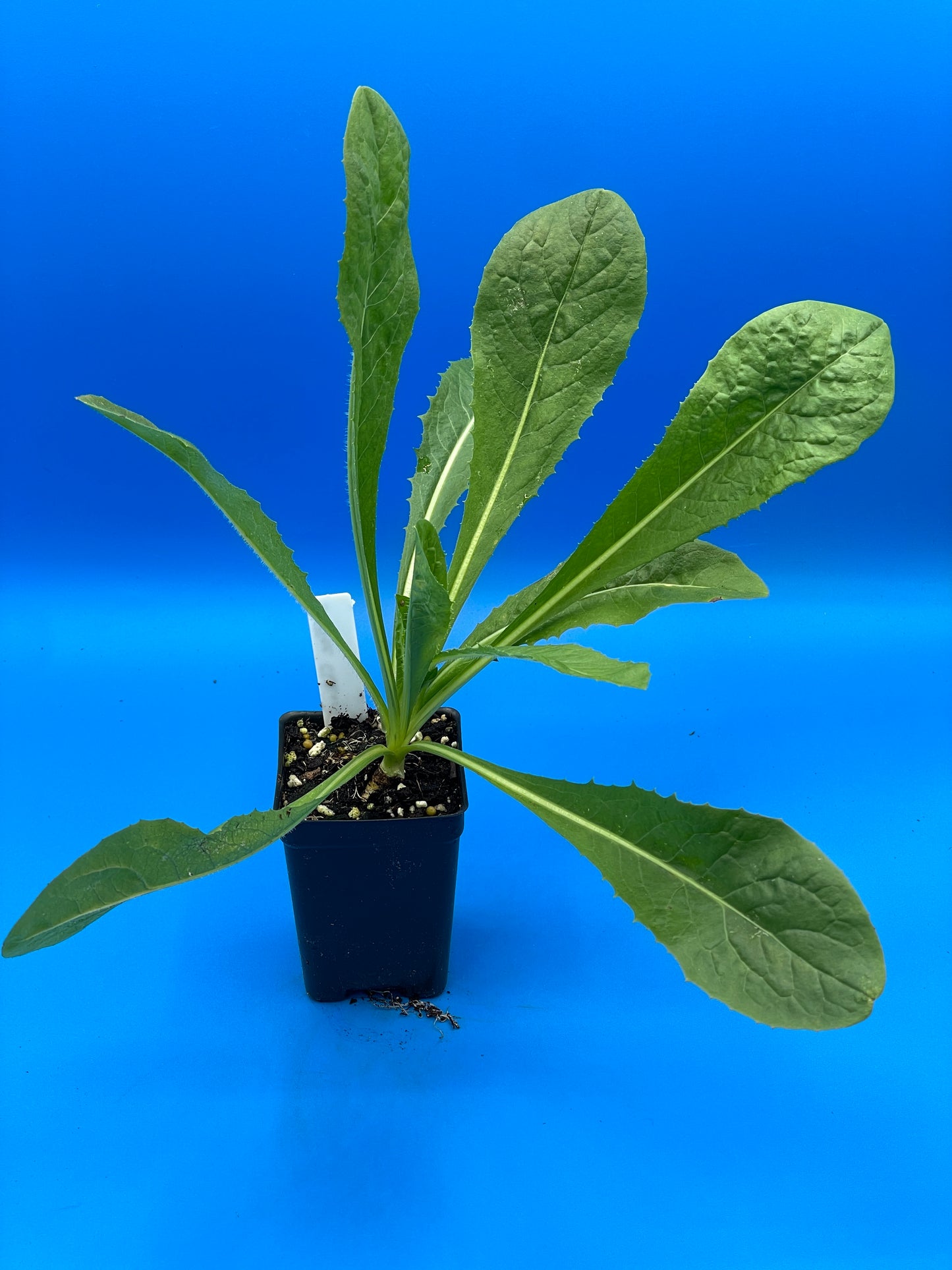 Coffee Chicory - Magdeburg Chicory Starter Plant - Cichorium intybus