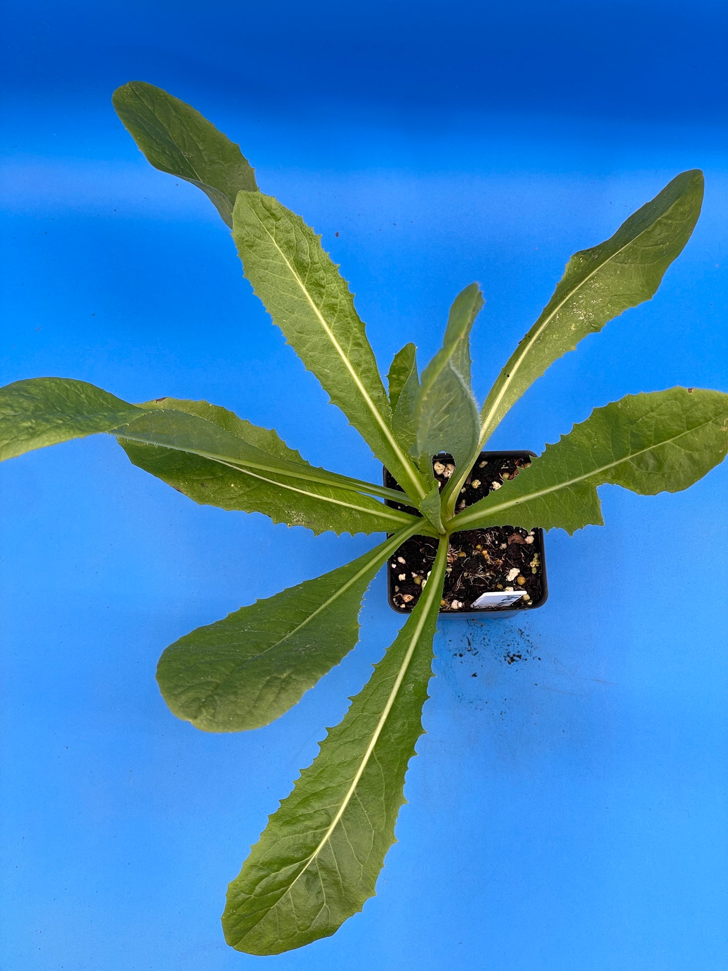 Coffee Chicory - Magdeburg Chicory Starter Plant - Cichorium intybus