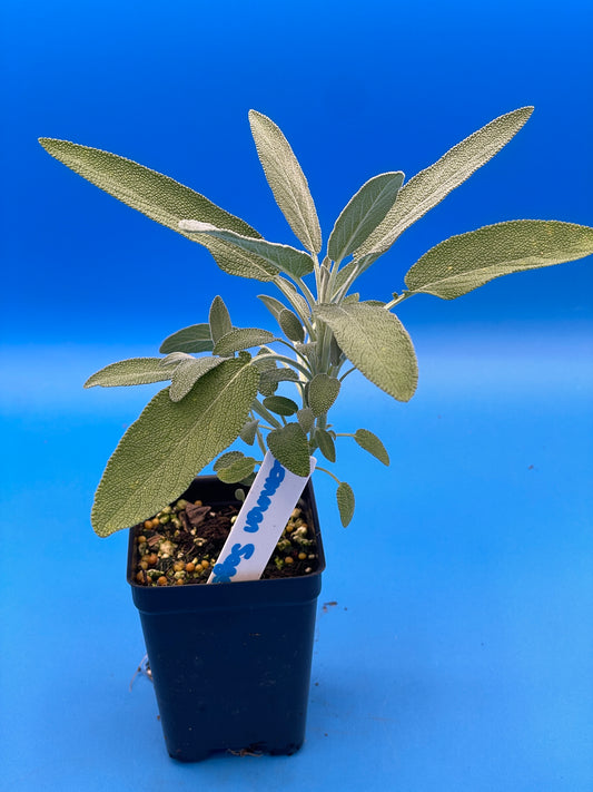 Sage, Garden Starter Plant - Salvia officinalis - Ships In 3" pots - Great For Silver Garden! - No Shipping To California Or Arizona!