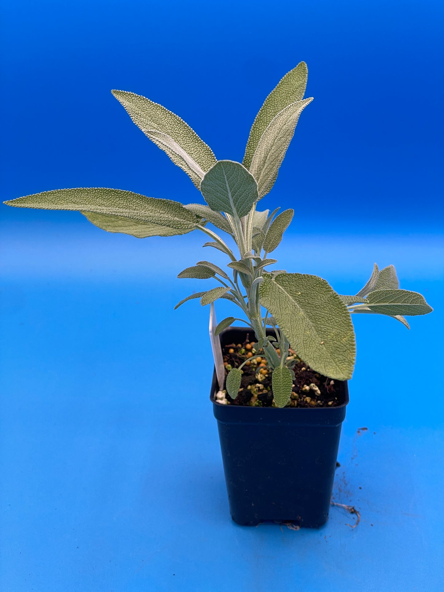 Sage, Garden Starter Plant - Salvia officinalis - Ships In 3" pots - Great For Silver Garden! - No Shipping To California Or Arizona!