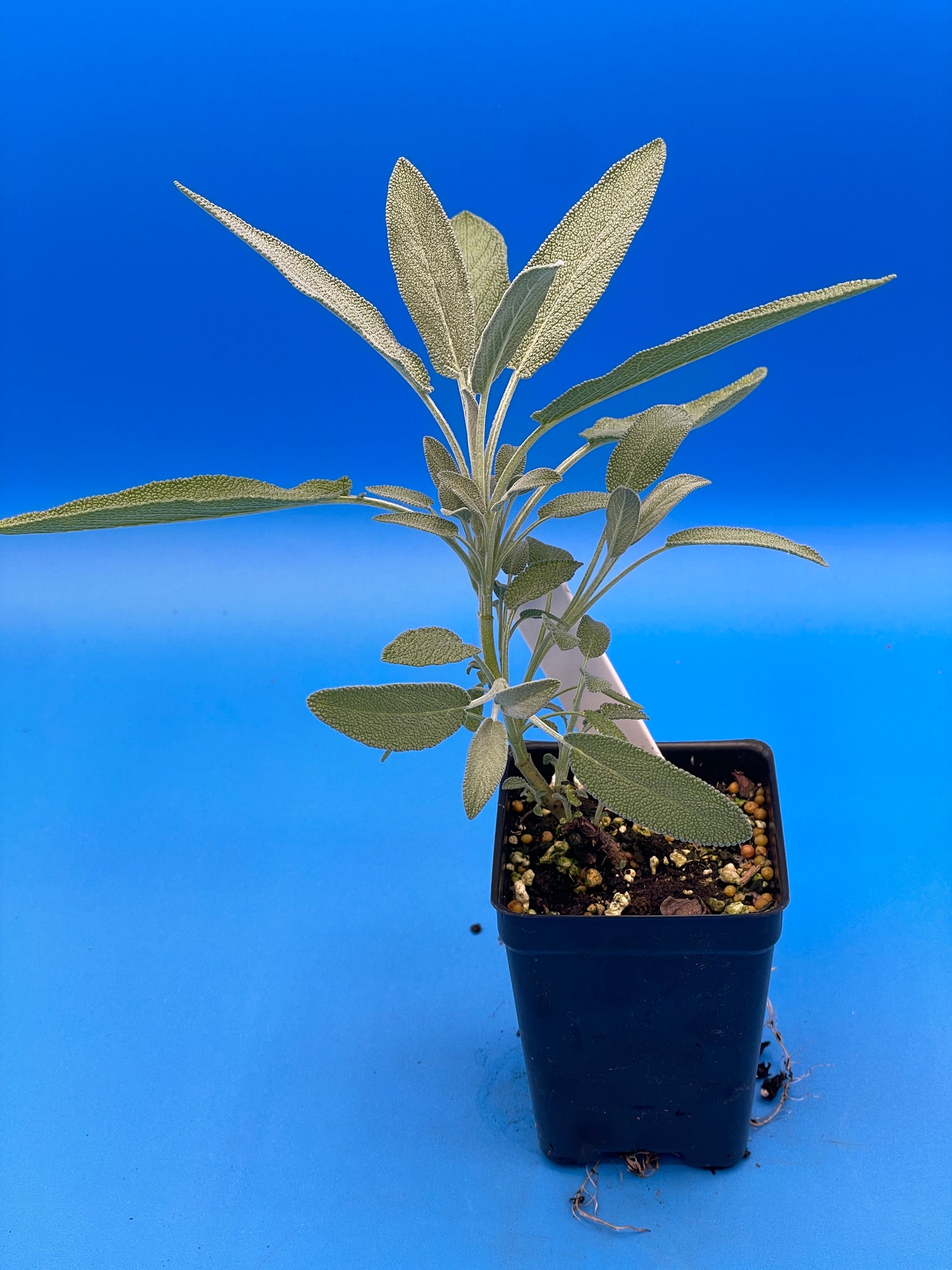 Sage, Garden Starter Plant - Salvia officinalis - Ships In 3" pots - Great For Silver Garden! - No Shipping To California Or Arizona!