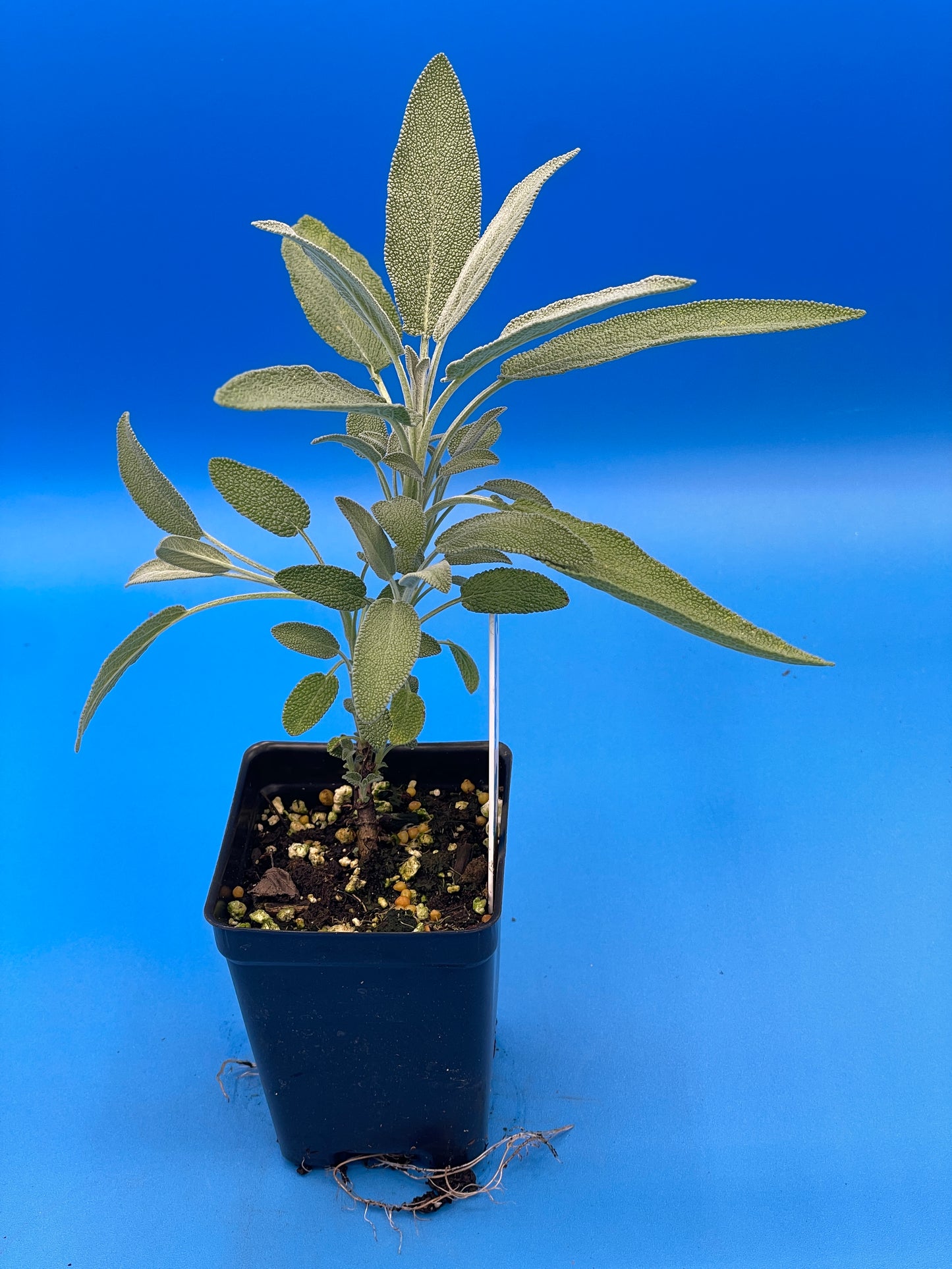 Sage, Garden Starter Plant - Salvia officinalis - Ships In 3" pots - Great For Silver Garden! - No Shipping To California Or Arizona!