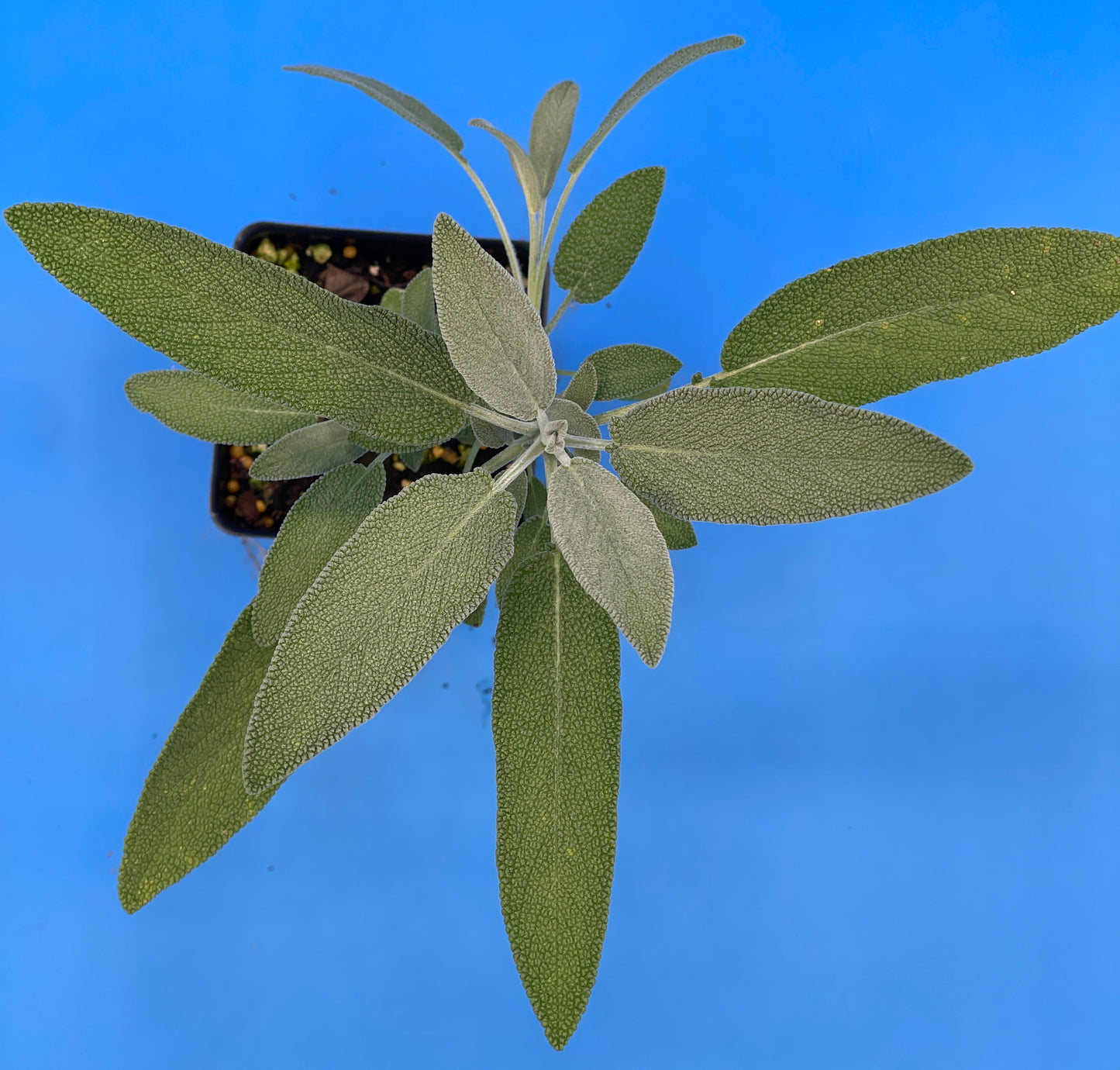 Sage, Garden Starter Plant - Salvia officinalis - Ships In 3" pots - Great For Silver Garden! - No Shipping To California Or Arizona!