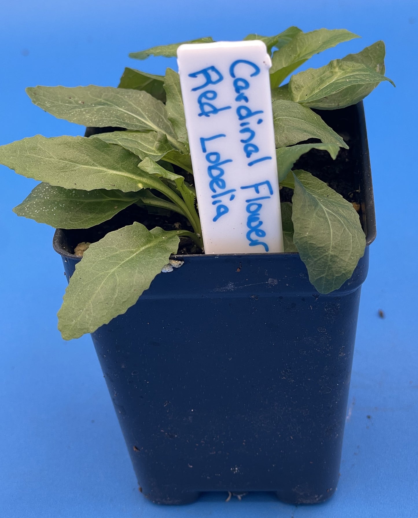 Lobelia, Cardinal Flower Live Plant 3" Starter Pot - Red Lobelia Cardinalis