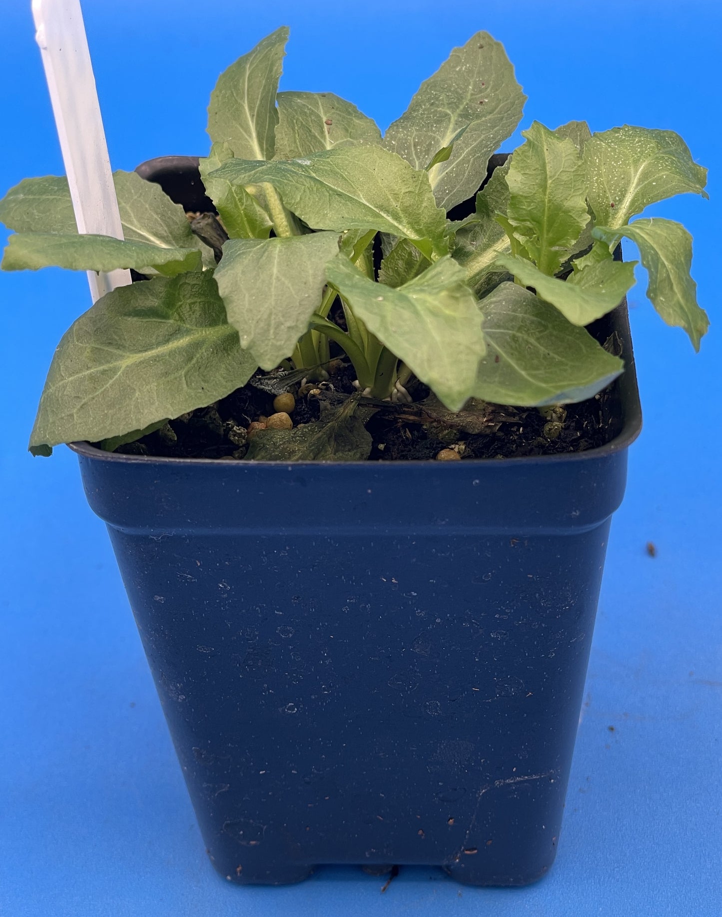 Lobelia, Cardinal Flower Live Plant 3" Starter Pot - Red Lobelia Cardinalis