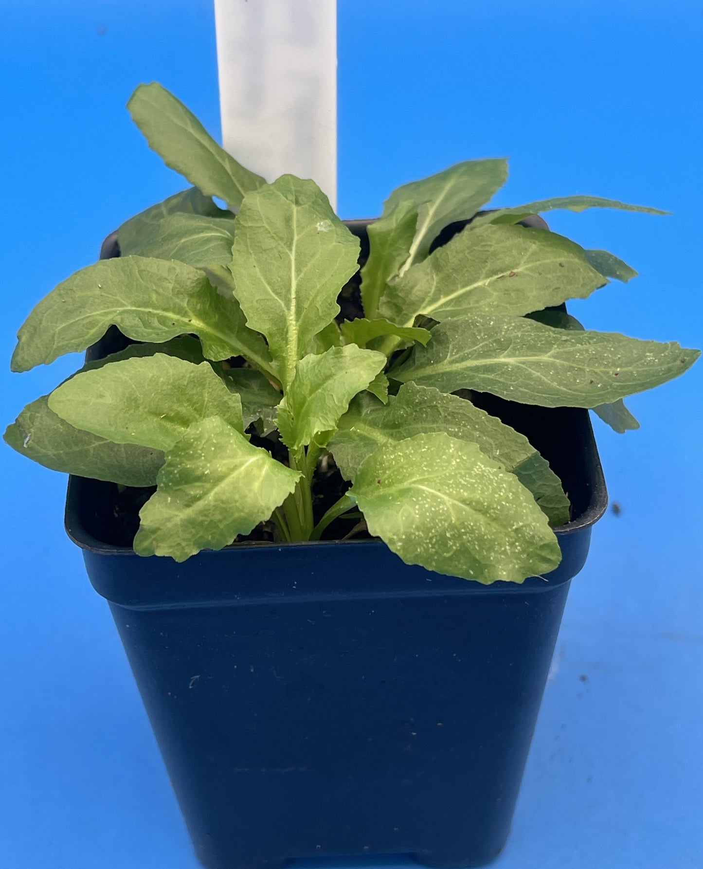 Lobelia, Cardinal Flower Live Plant 3" Starter Pot - Red Lobelia Cardinalis