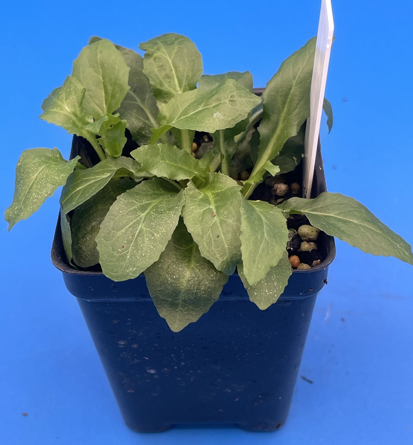 Lobelia, Cardinal Flower Live Plant 3" Starter Pot - Red Lobelia Cardinalis