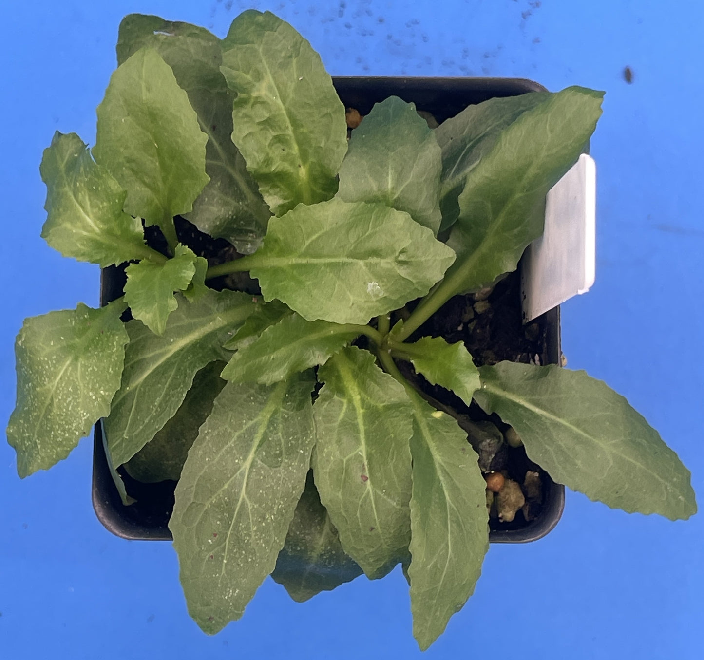 Lobelia, Cardinal Flower Live Plant 3" Starter Pot - Red Lobelia Cardinalis